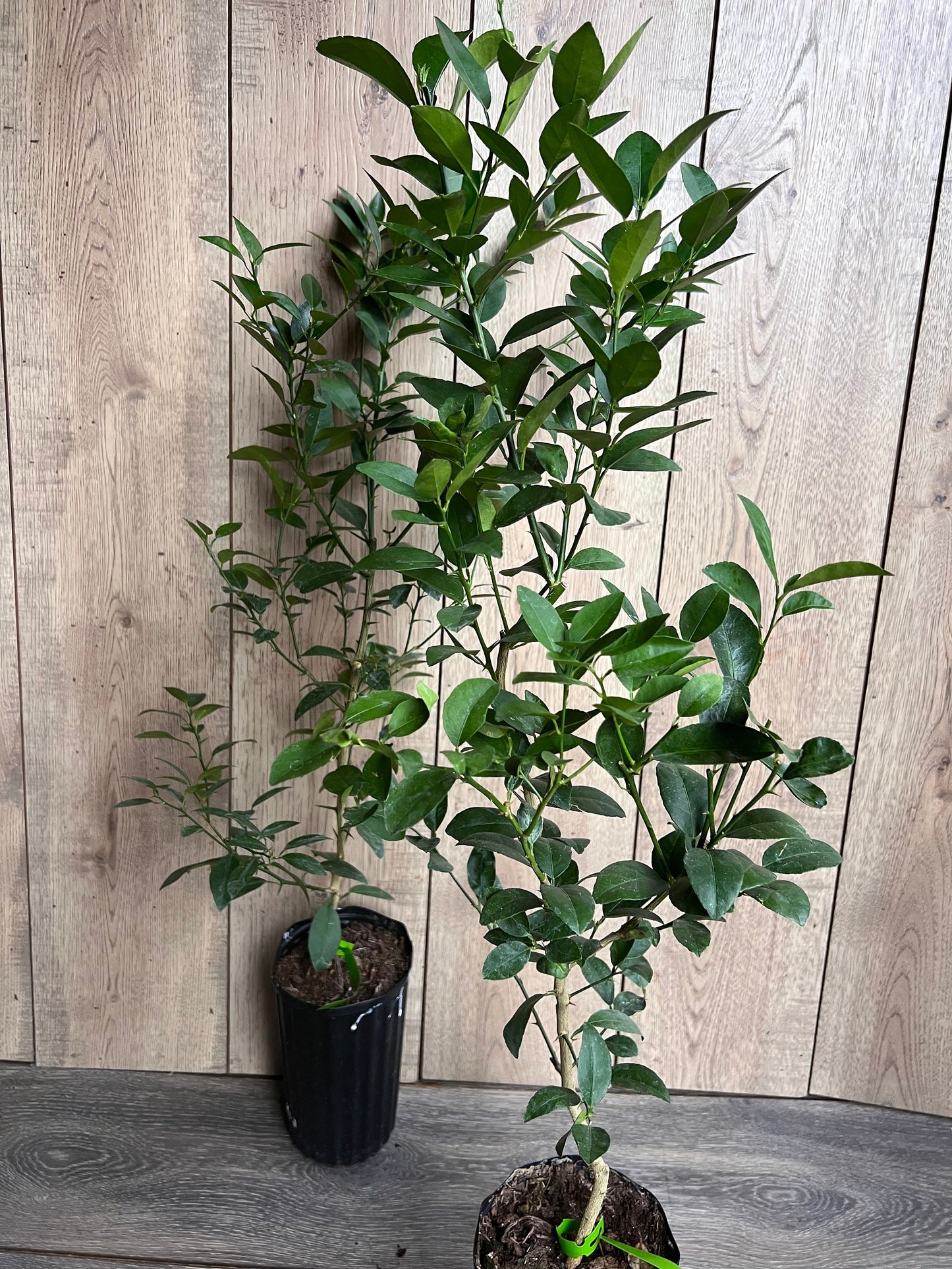 Key Lime Tree in half Gallon Pot, Grafted, Florida Shipping Only