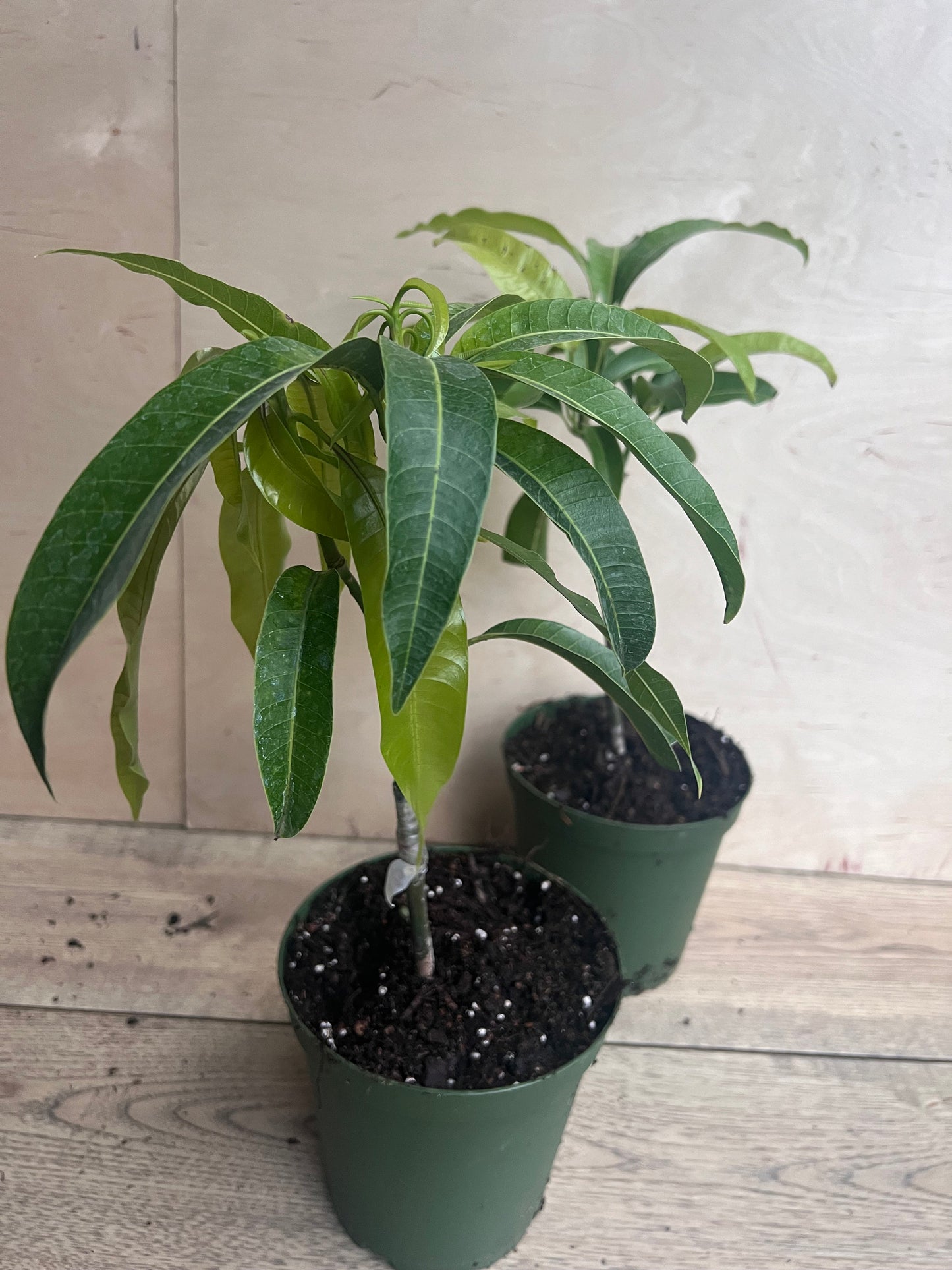 Manila Mango in 10" Pot, grafted