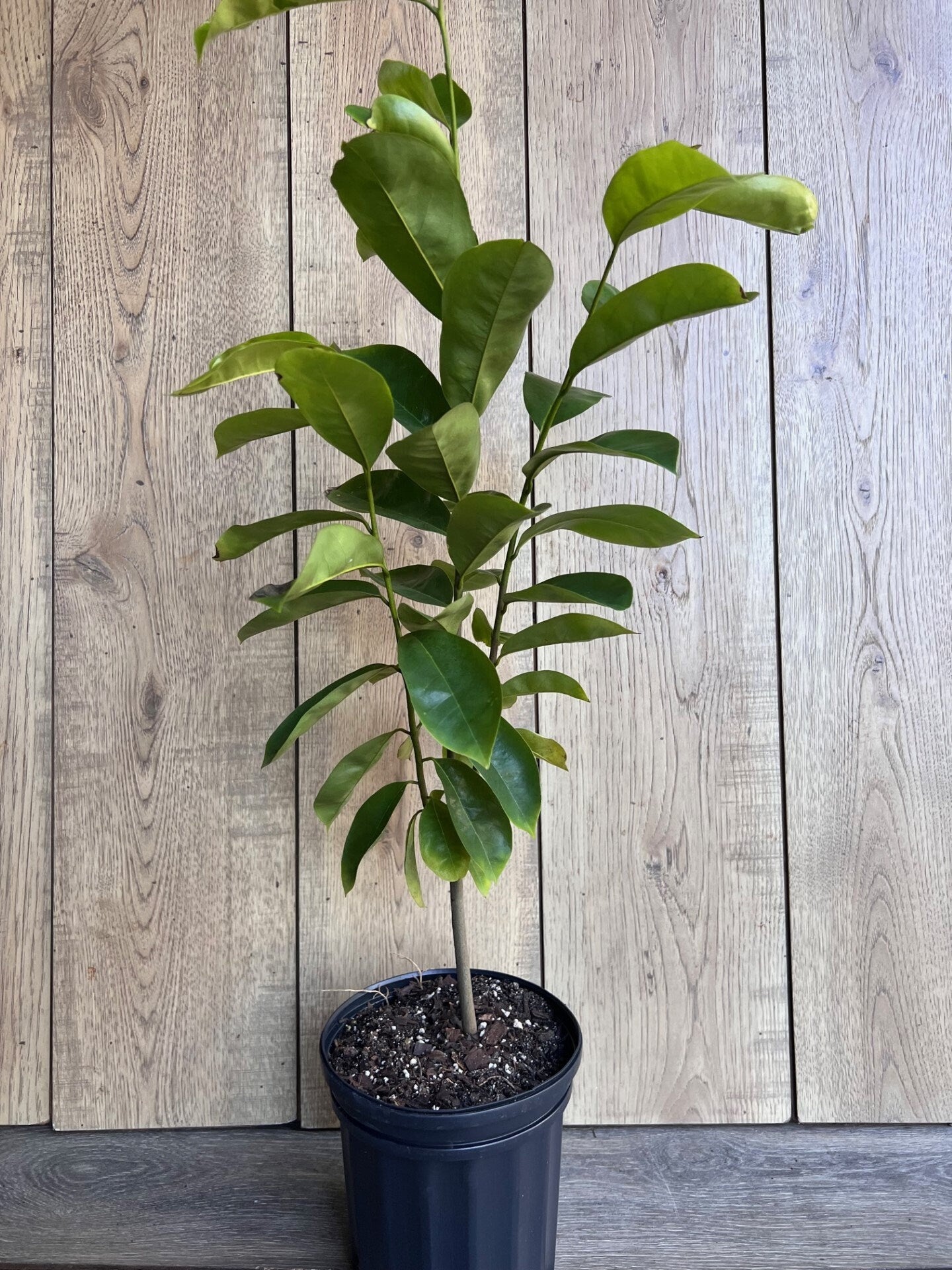 Soursop Tree, guanabana in Half gallon pot , Sirsak, Anona Muricata
