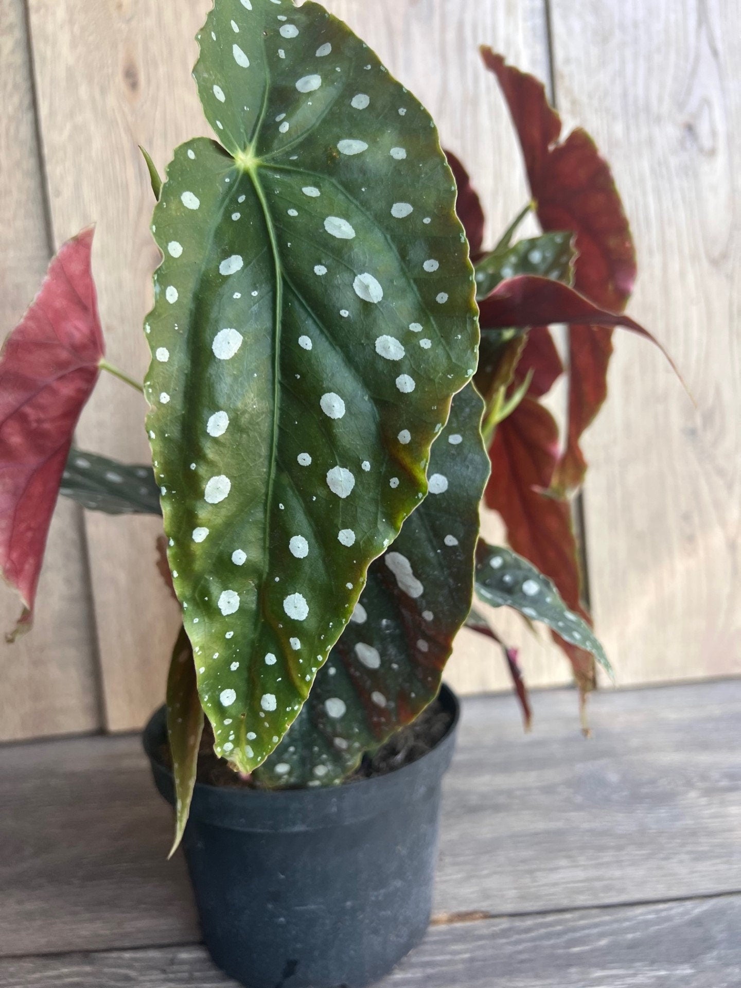 Begonia maculata in 6" Pot, Polka dot plant, house plant