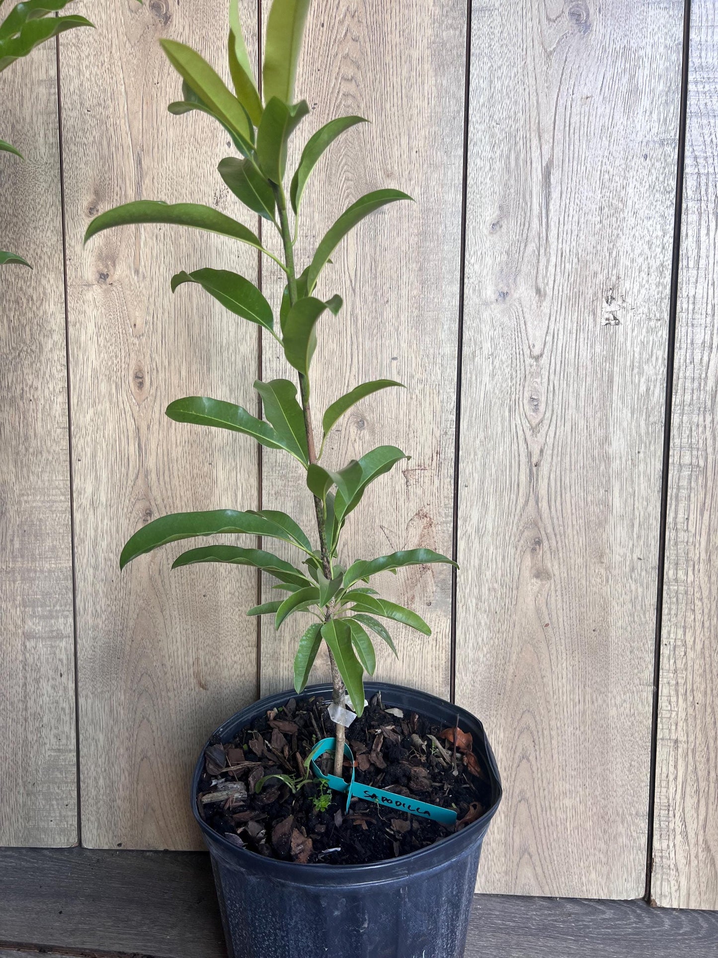 Sapodilla Brown Sugar in 3 gallons pot, Grafted, Sawo, Cheeku, Lamut