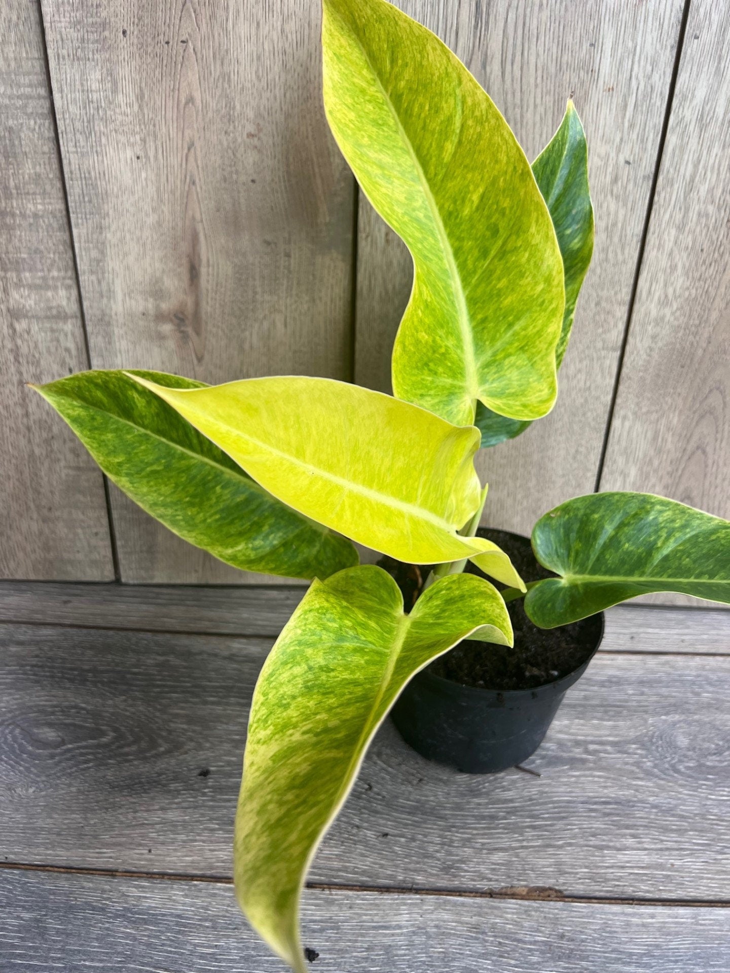 Philodendron Calkins Gold in 6" Pot
