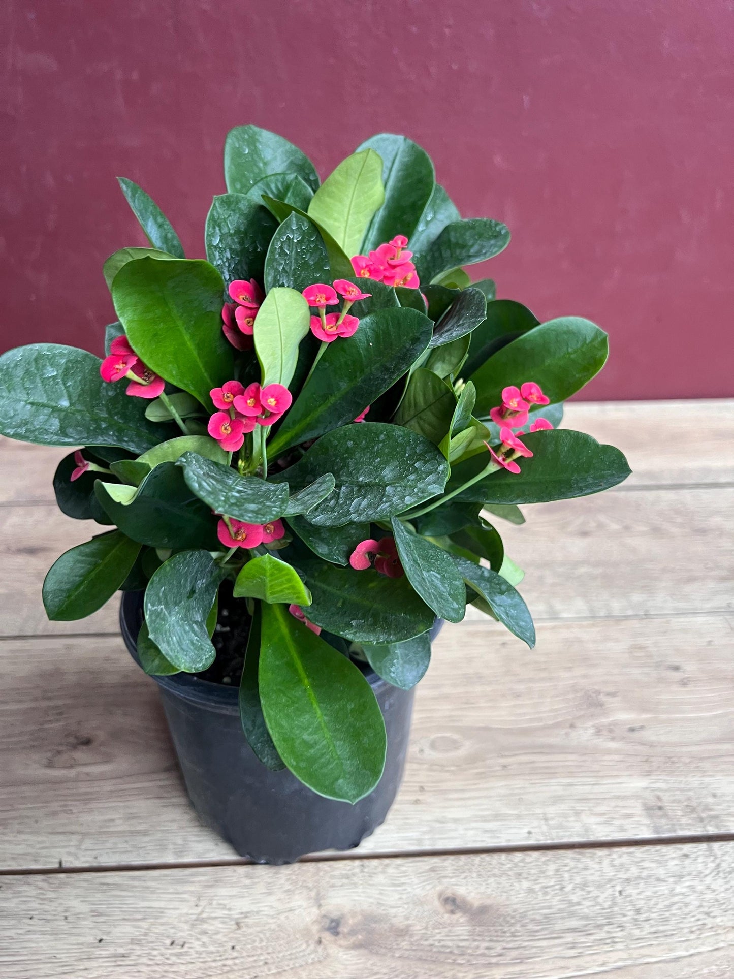 Crown of Thorns, Red in 6" Pot, Euphorbia milii