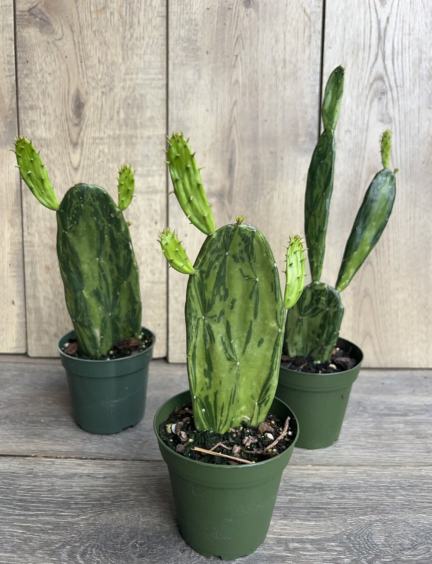 Variegated Opuntia, prickly pear variegated in 4" Pot, opuntia cactus