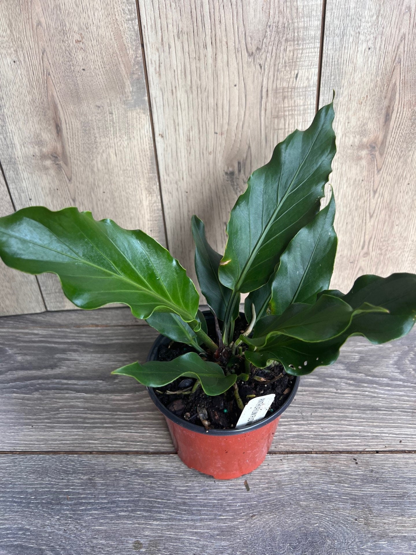Anthurium Plowmanii in 6" Pot