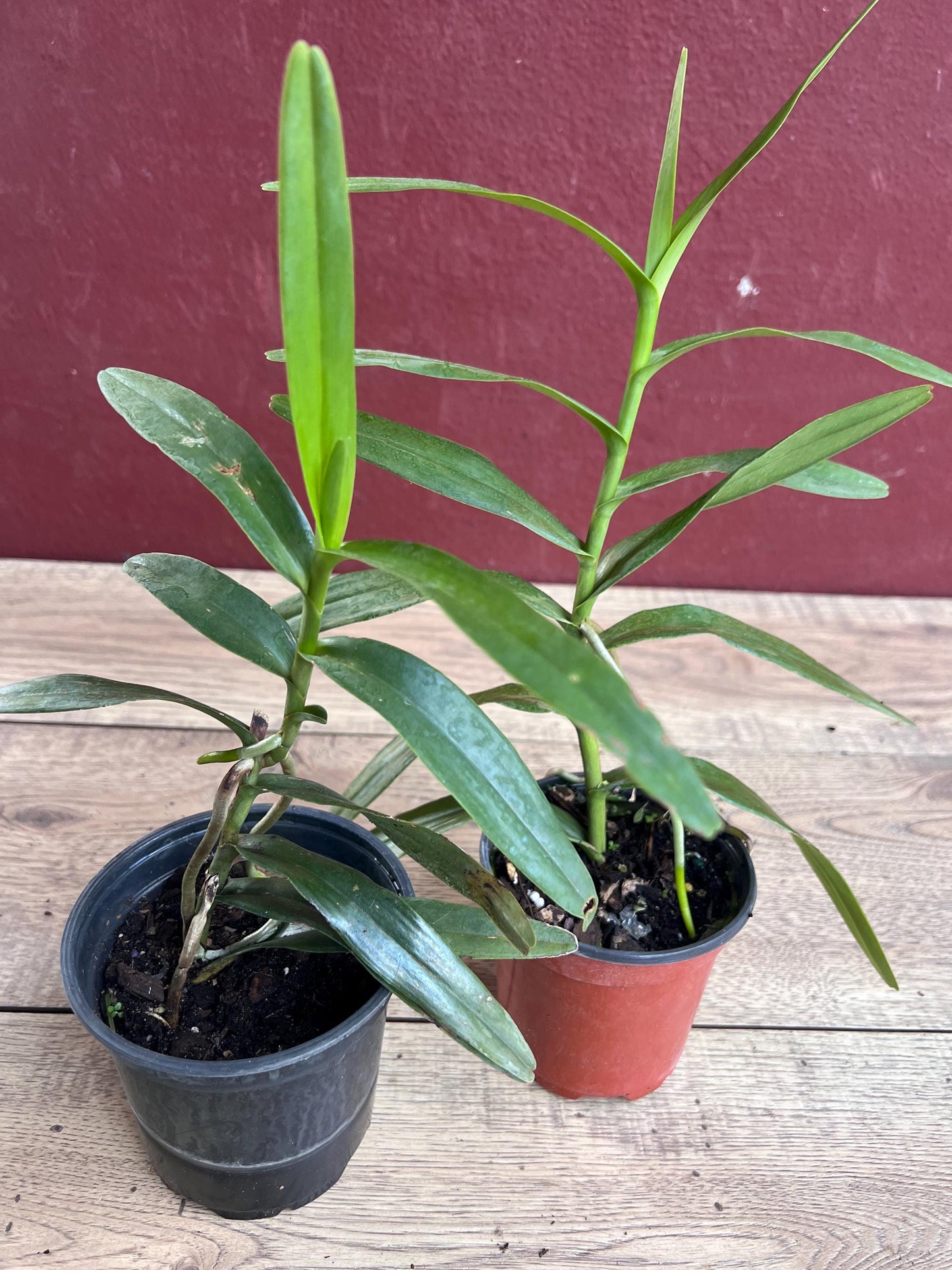 Scorpion orchid in 4" Pot, Arachnis, Aranda orchid