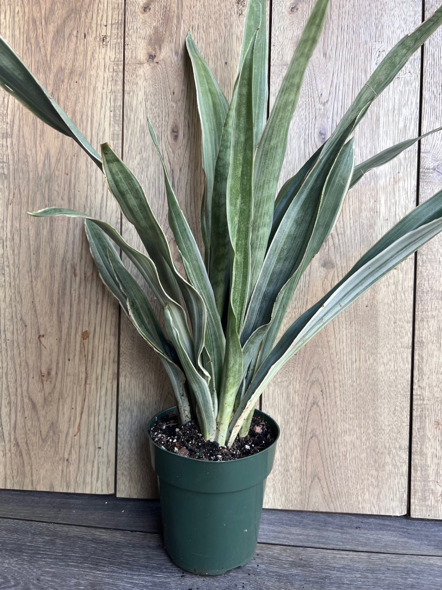 Sansevieria Sayuri in 6" pot, Snake Plant