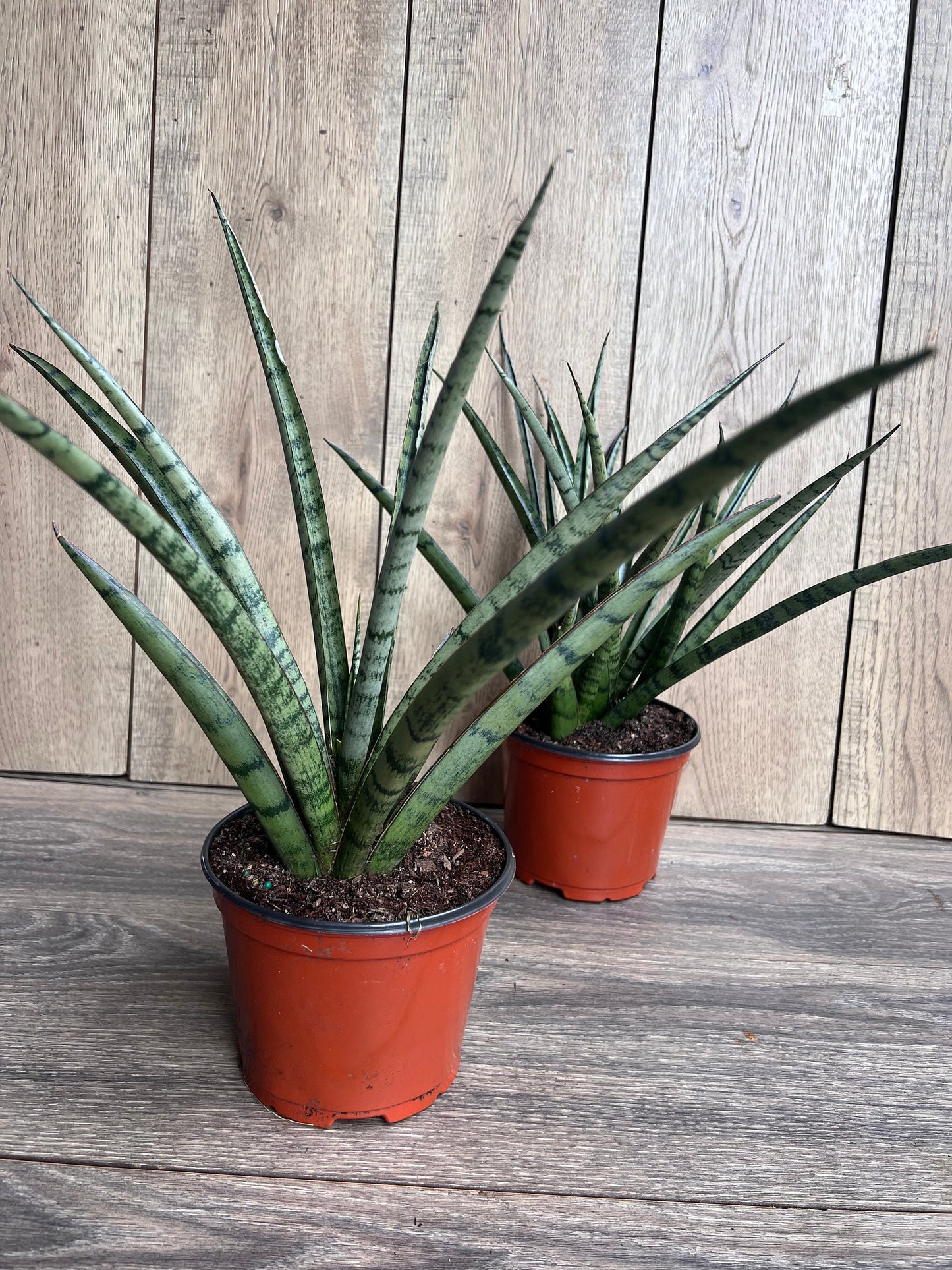 Sansevieria Javancia in 6" Pot
