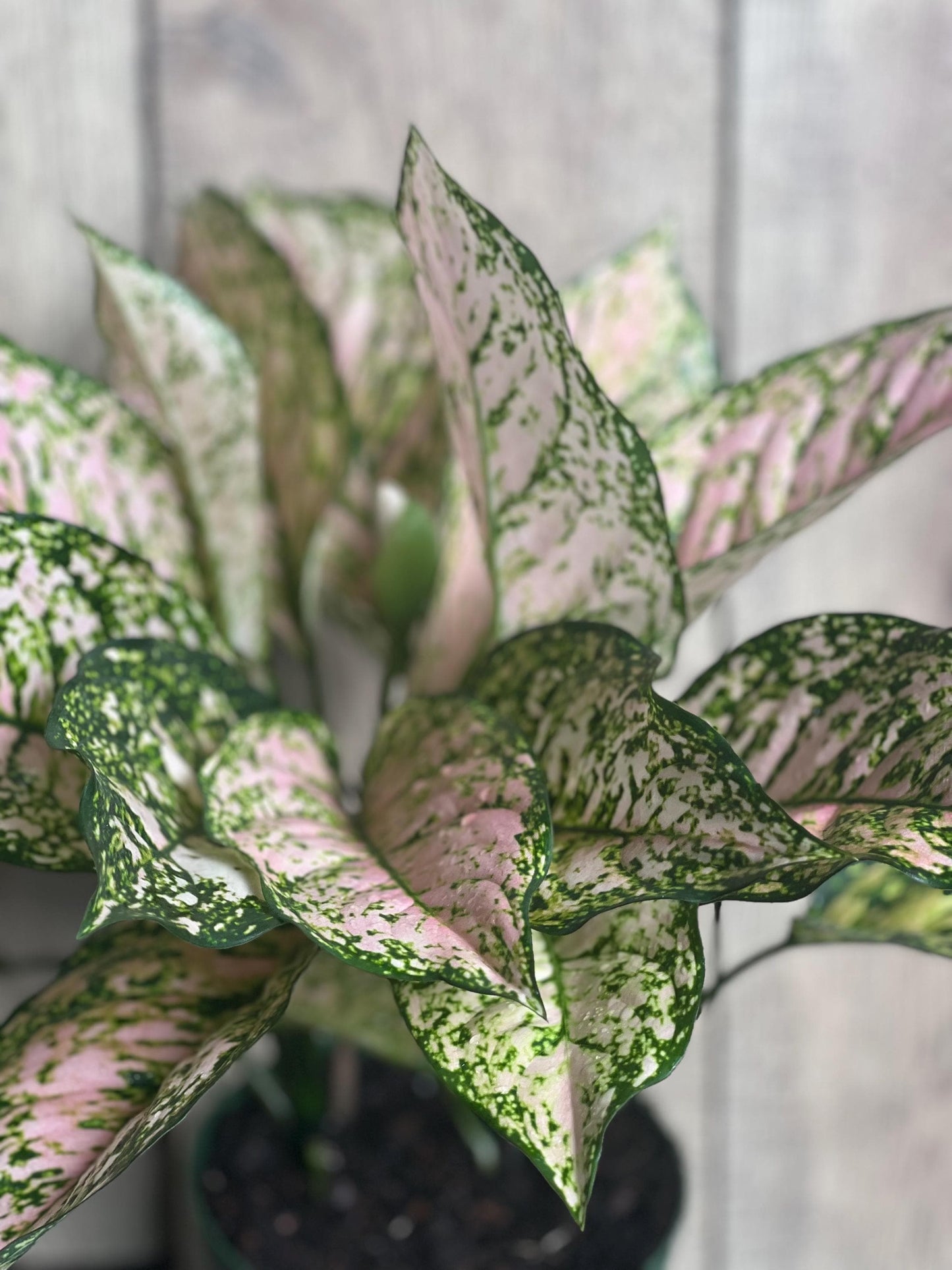 Etta Rose Aglaonema in 6" Pot, Rare Chinese evergreen