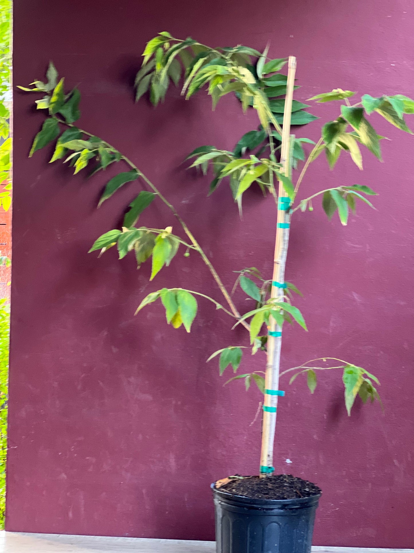 Muntingia calabura ,Strawberry Tree in 10” Pot, Jamaican Strawberry, Kersen