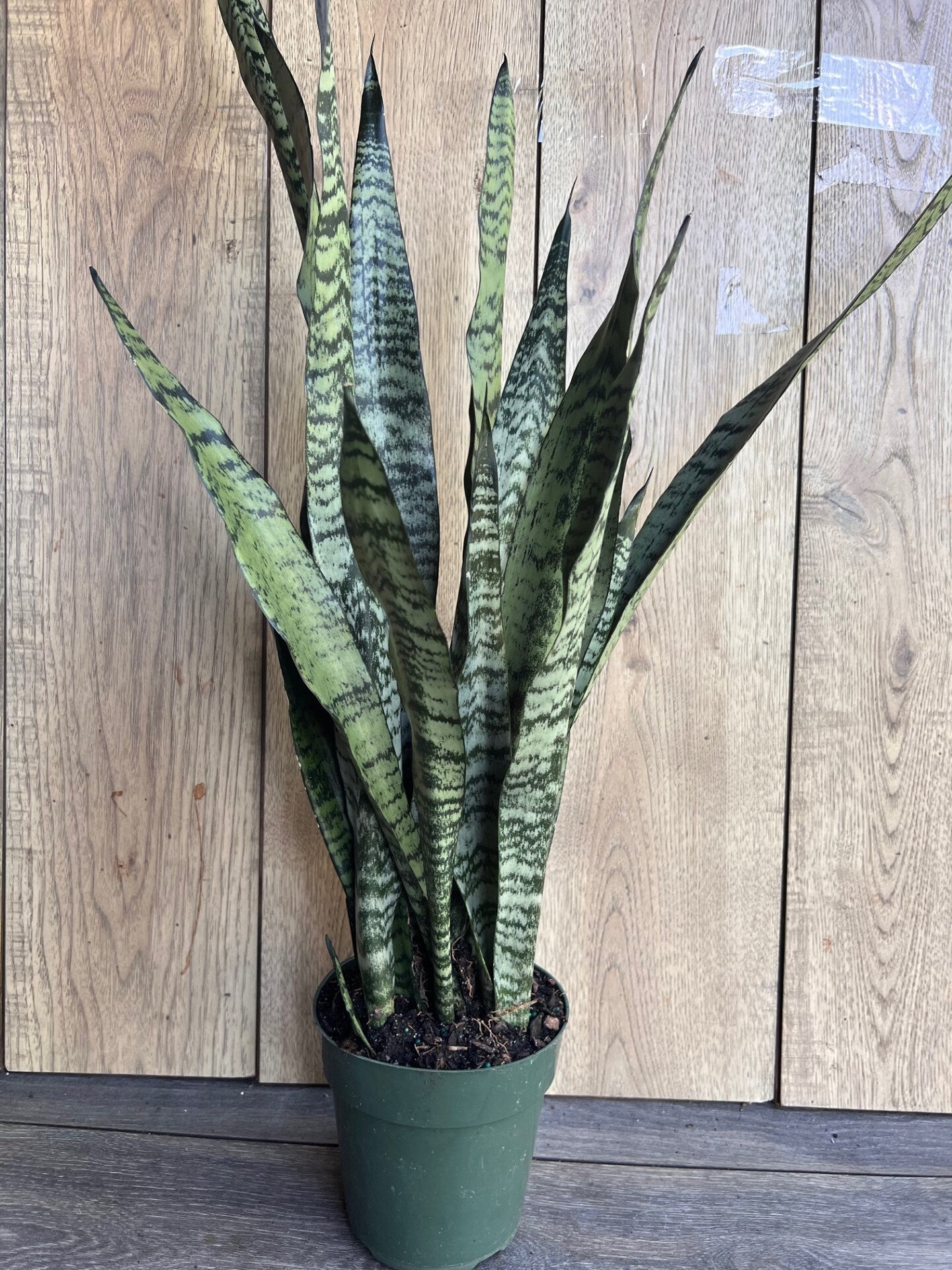 Sansevieria Zeylanica, in 6" pot, snake plant