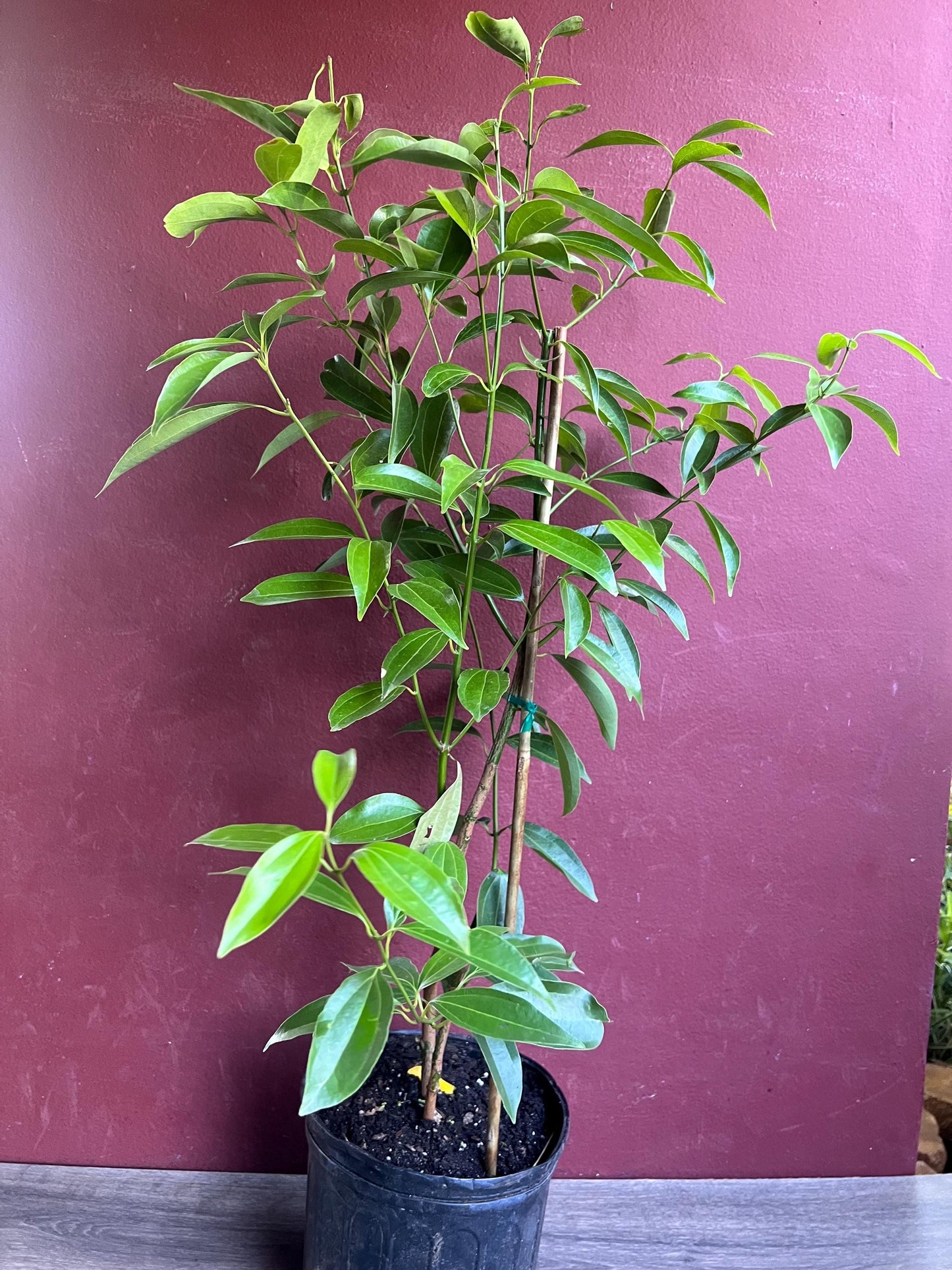 Cinnamon Tree in 10" Pot, Cinnamomum zeylanicum, CEYLON CINNAMON