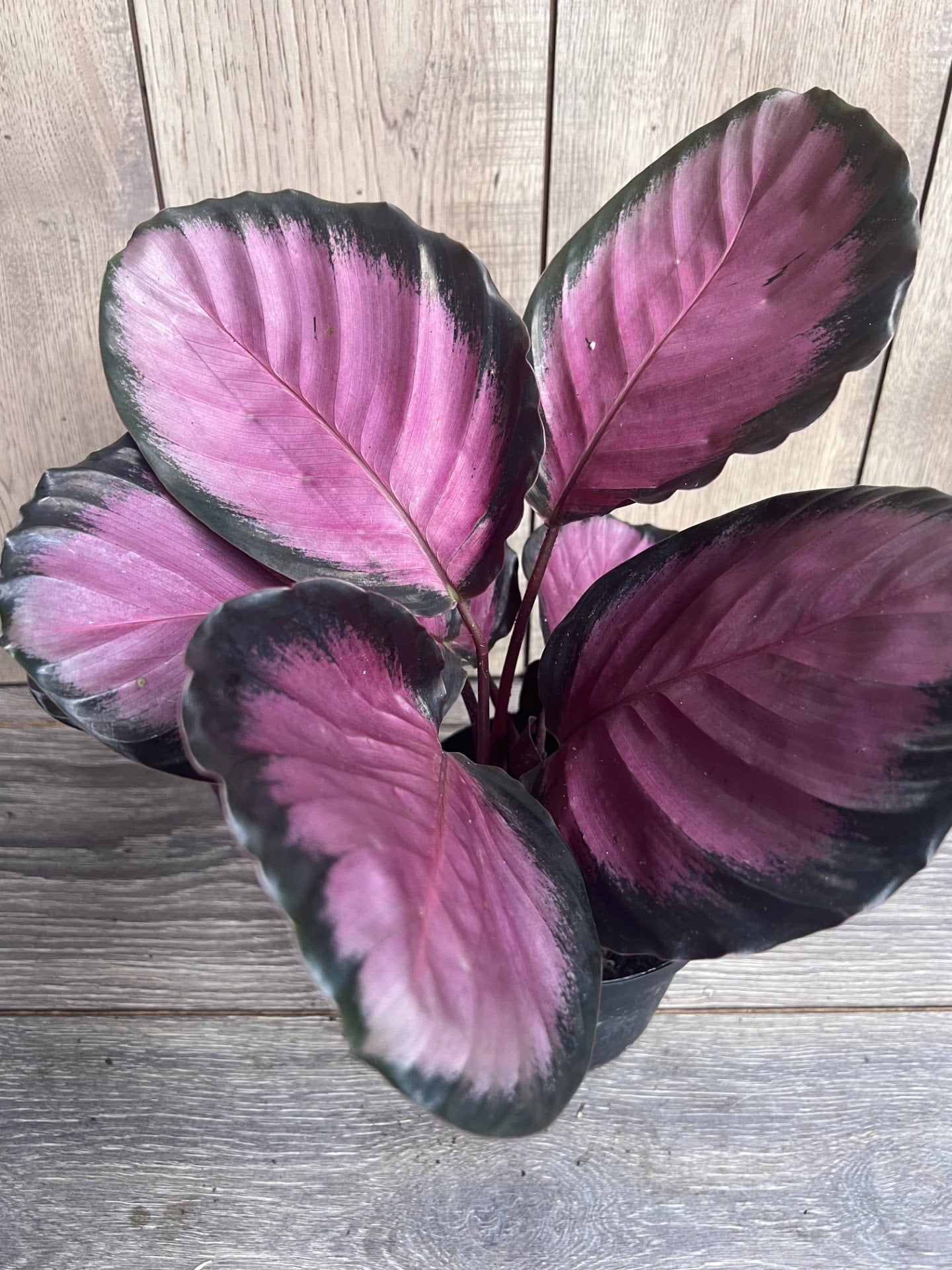 Calathea pink star in 6" Pot