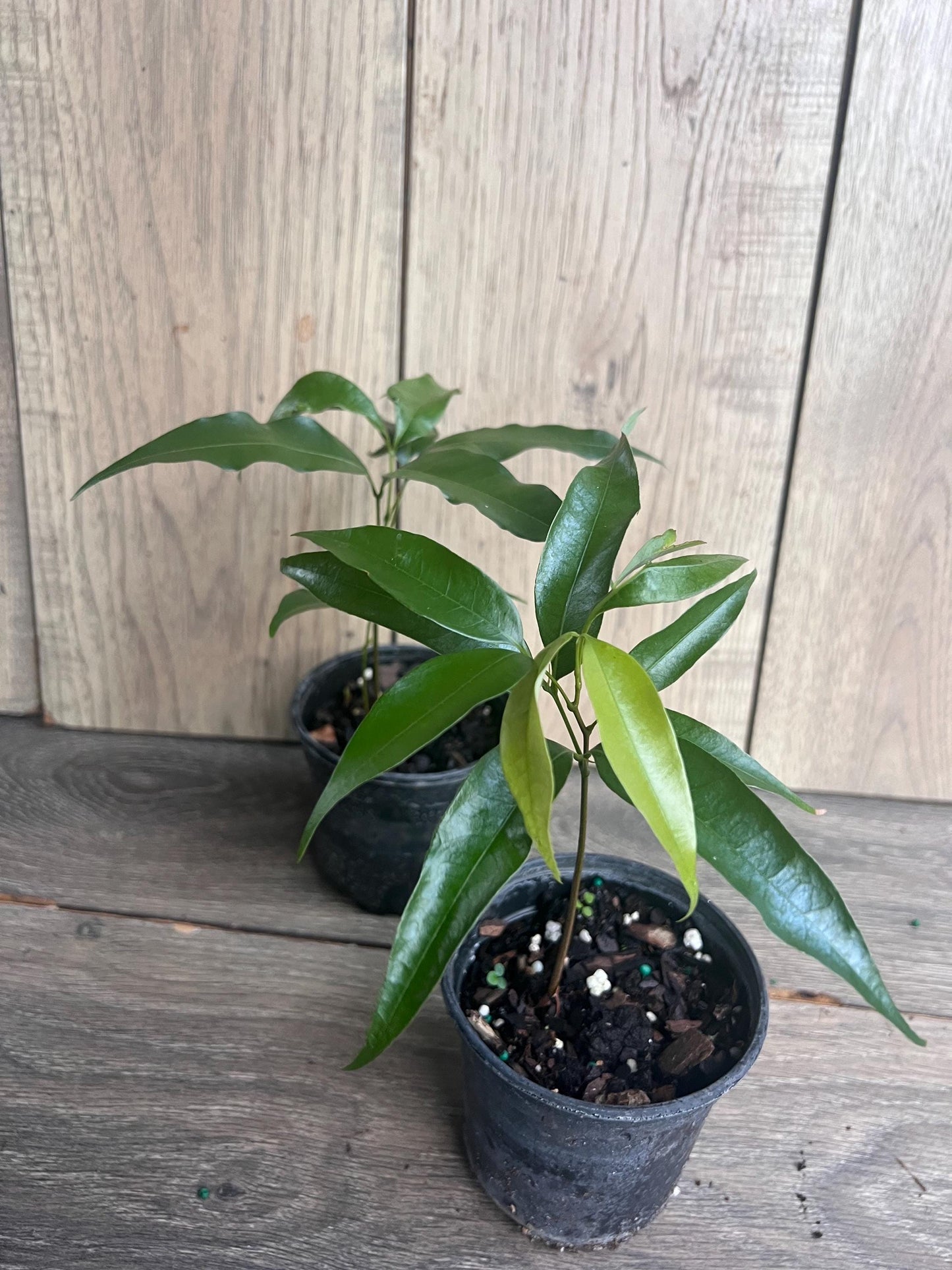 Sweetheart Lychee in 4" Pot