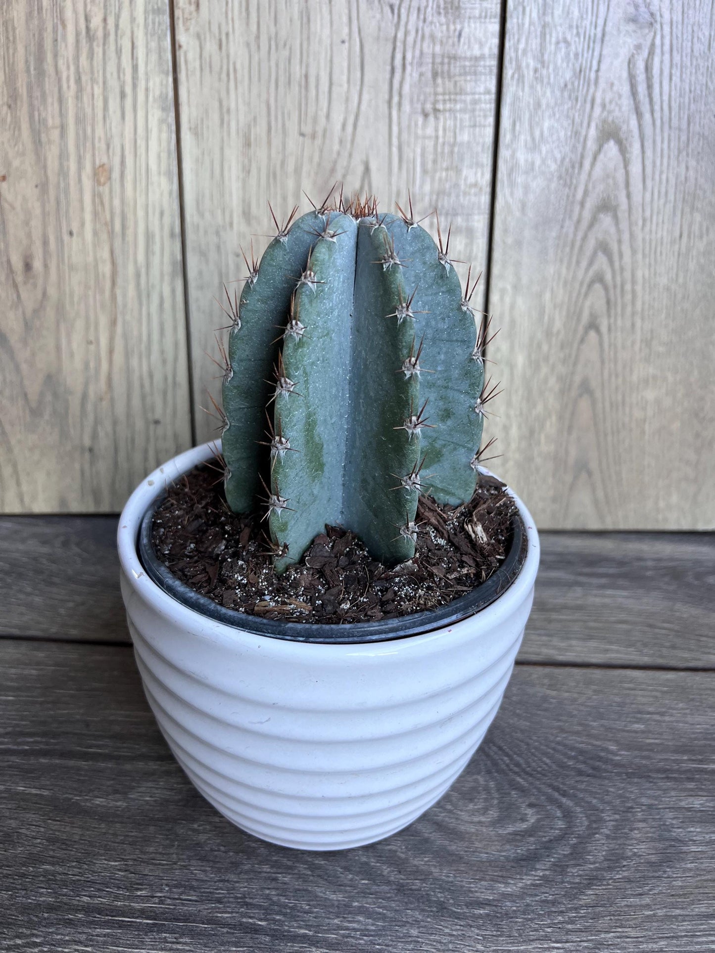 Cereus Peruvianus Cactus in 6" Pot, Giant Peruvian Apple Cactus