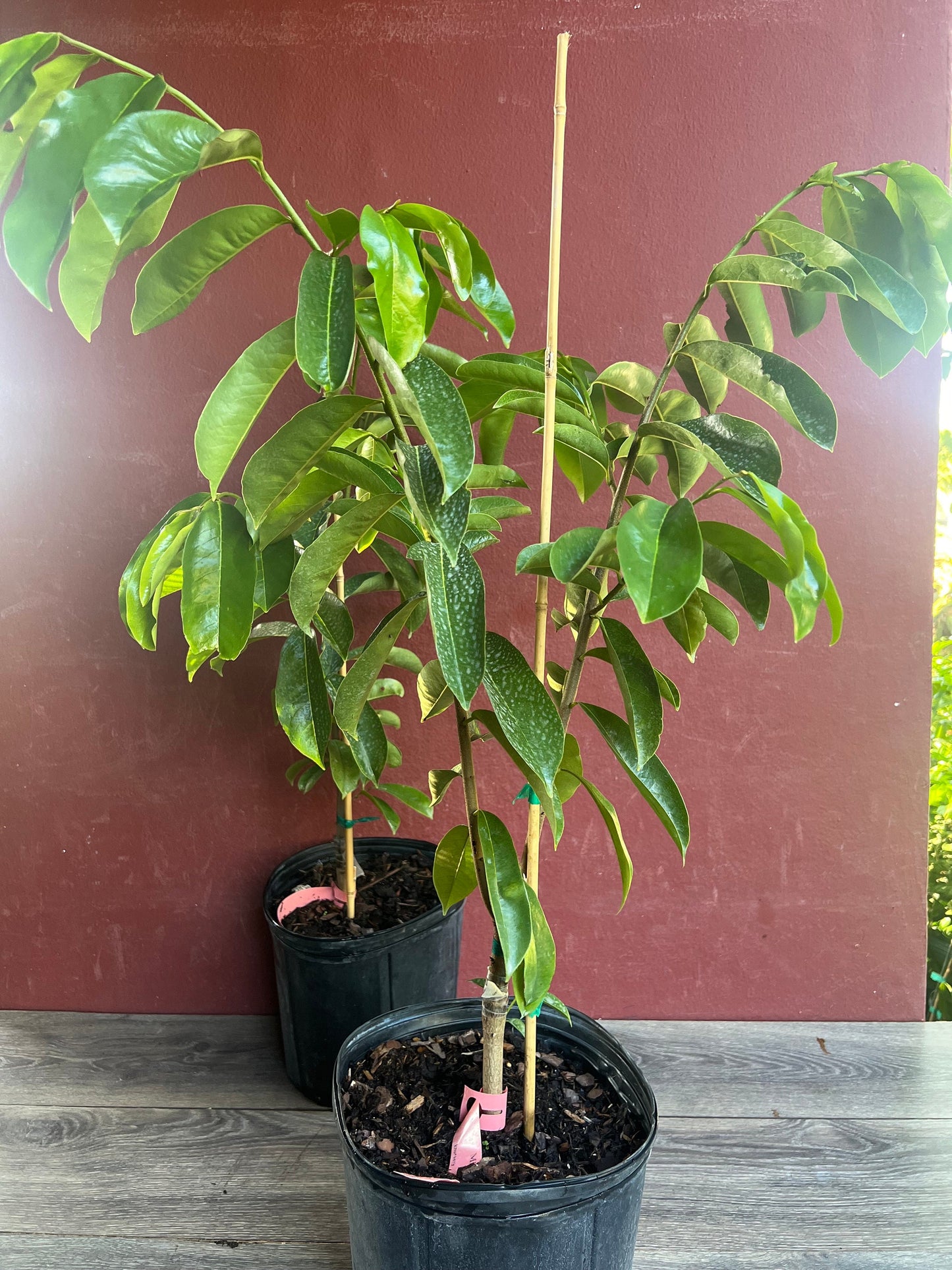 Soursop Tree, guanabana in 3 gallon gallon pot ,grafted, Sirsak, Anona Muricata, No Ship to CA and HI