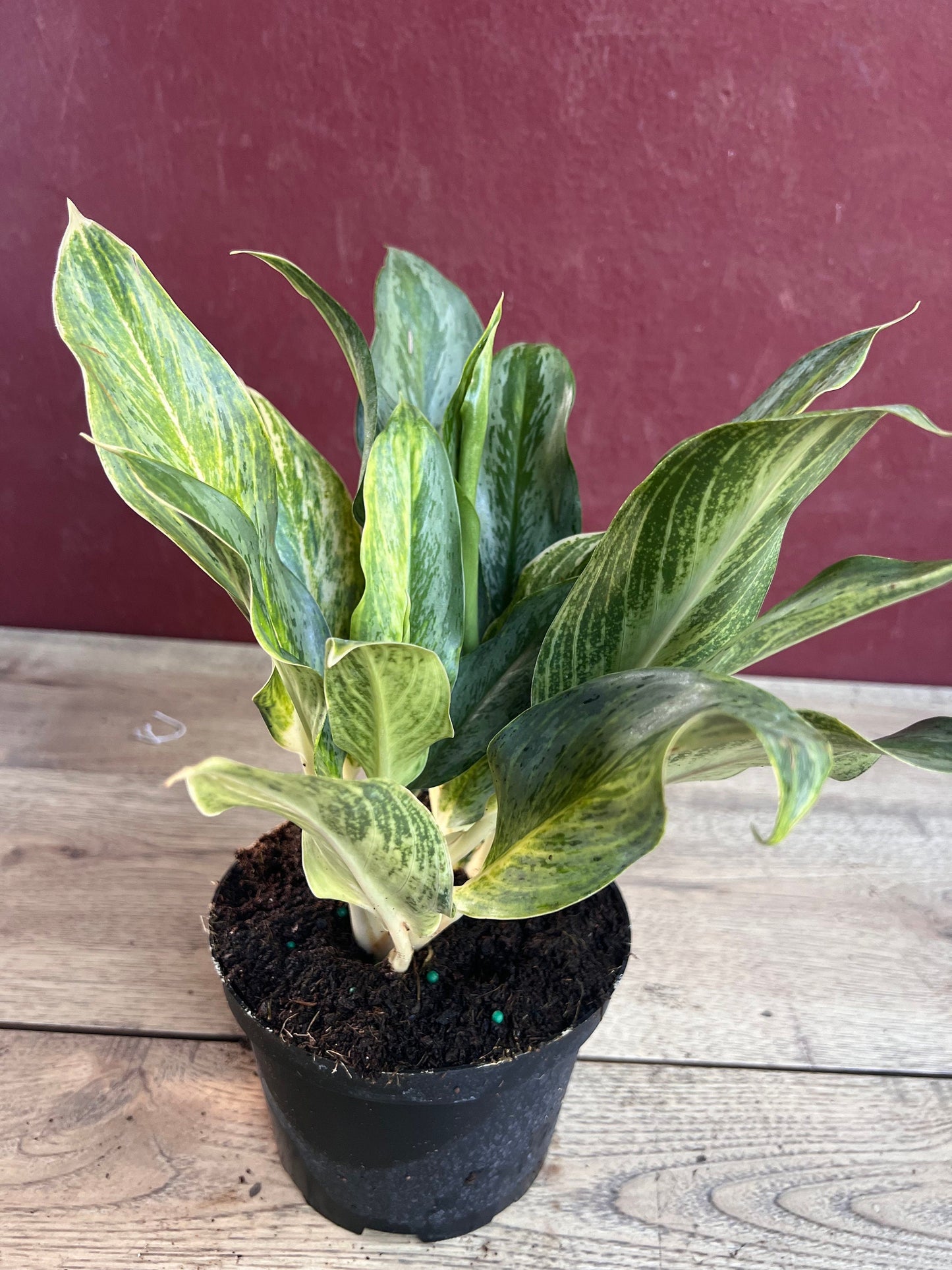 Aglaonema Koh Sumai in 6", Rare Aglaonema