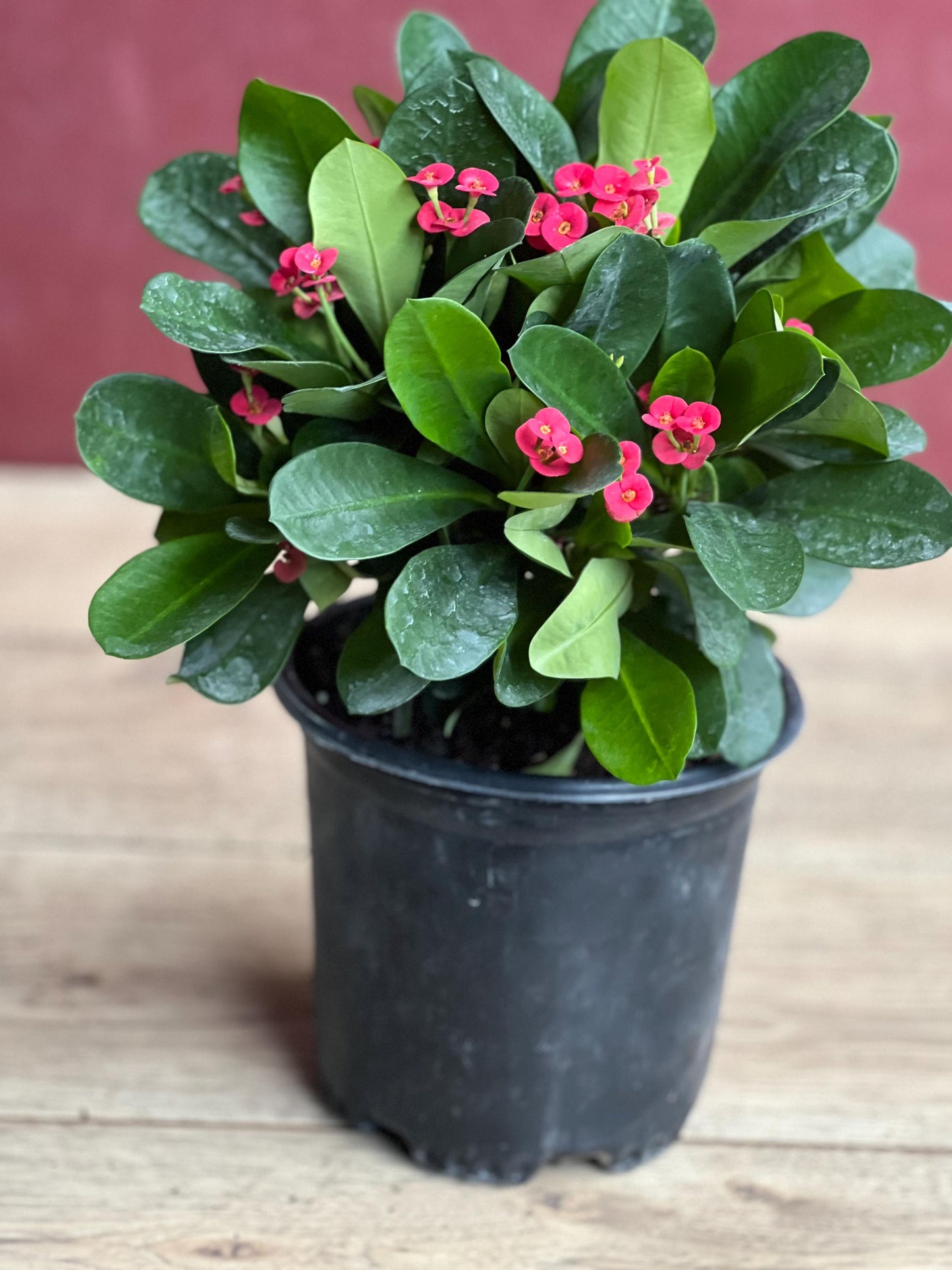 Crown of Thorns, Red in 6" Pot, Euphorbia milii