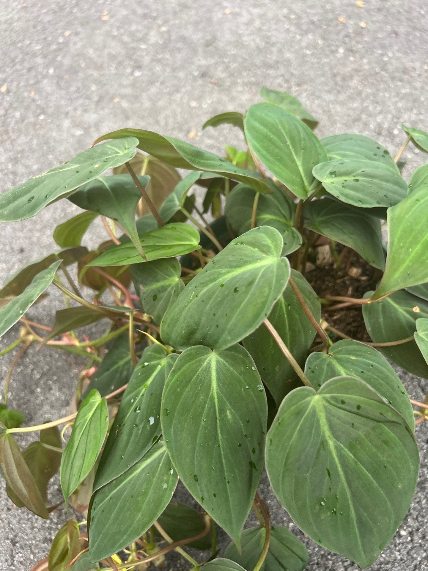 Philodendron Micans in 6" Pot