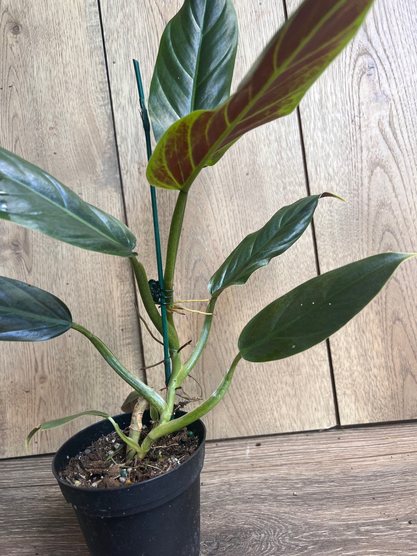 Philodendron Subhastatum in 4" Pot