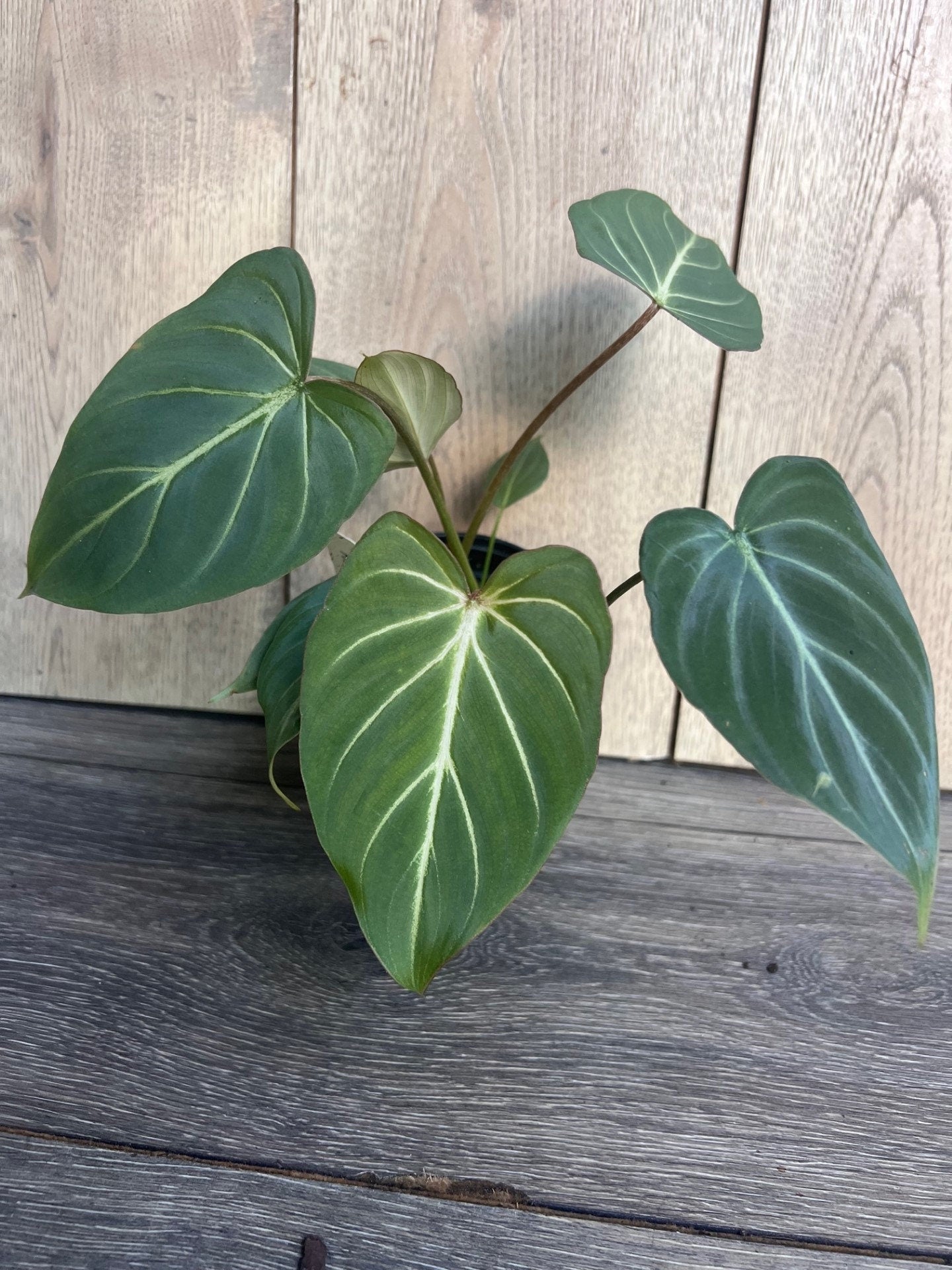 Philodendron gloriosum in 4" pot,