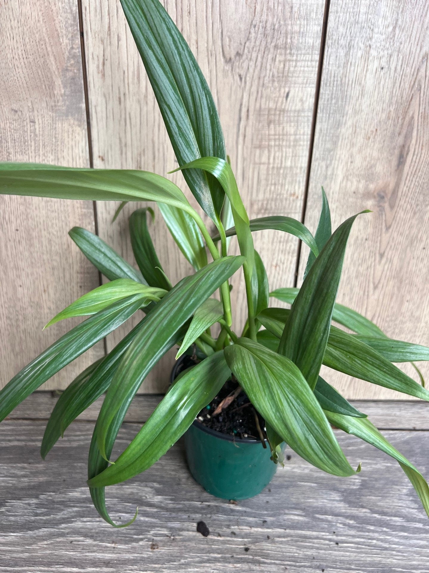 Epipremnum Amplissimum Silver in 4" Pot