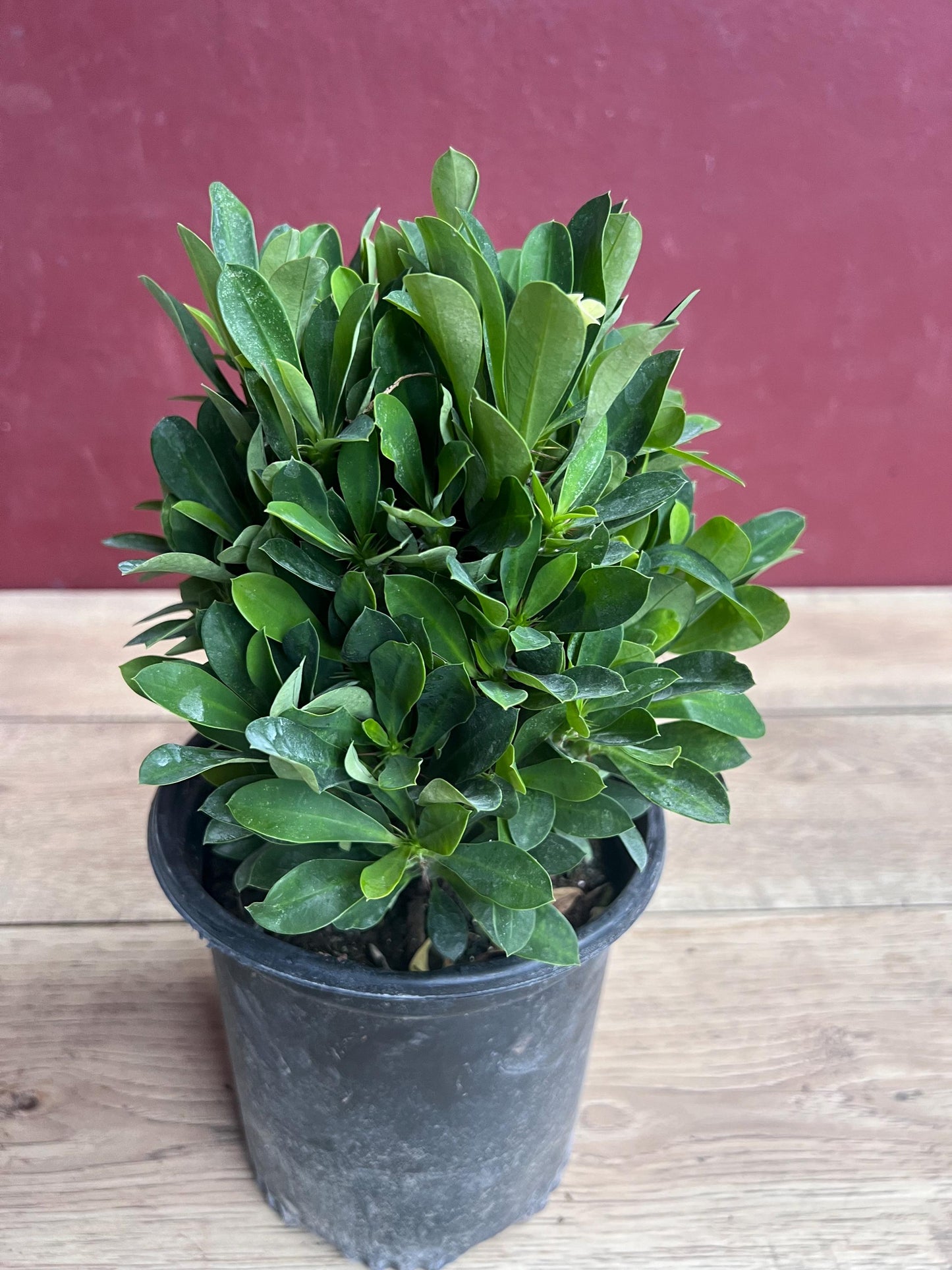 Crown of Thorns, White in 6" Pot, Euphorbia milii