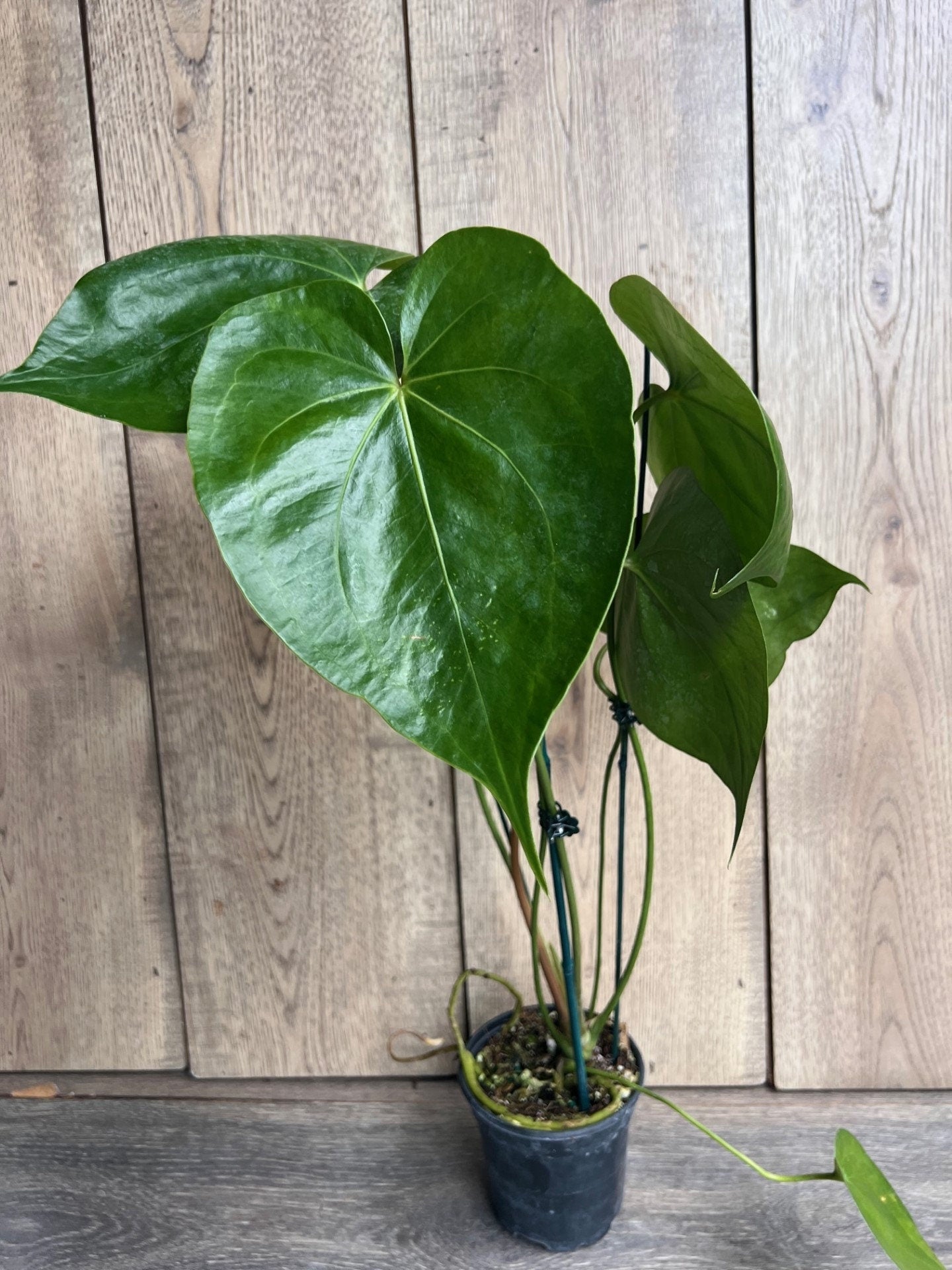 Anthurium faustomirandae, Faustino’s Giant in 4" Pot