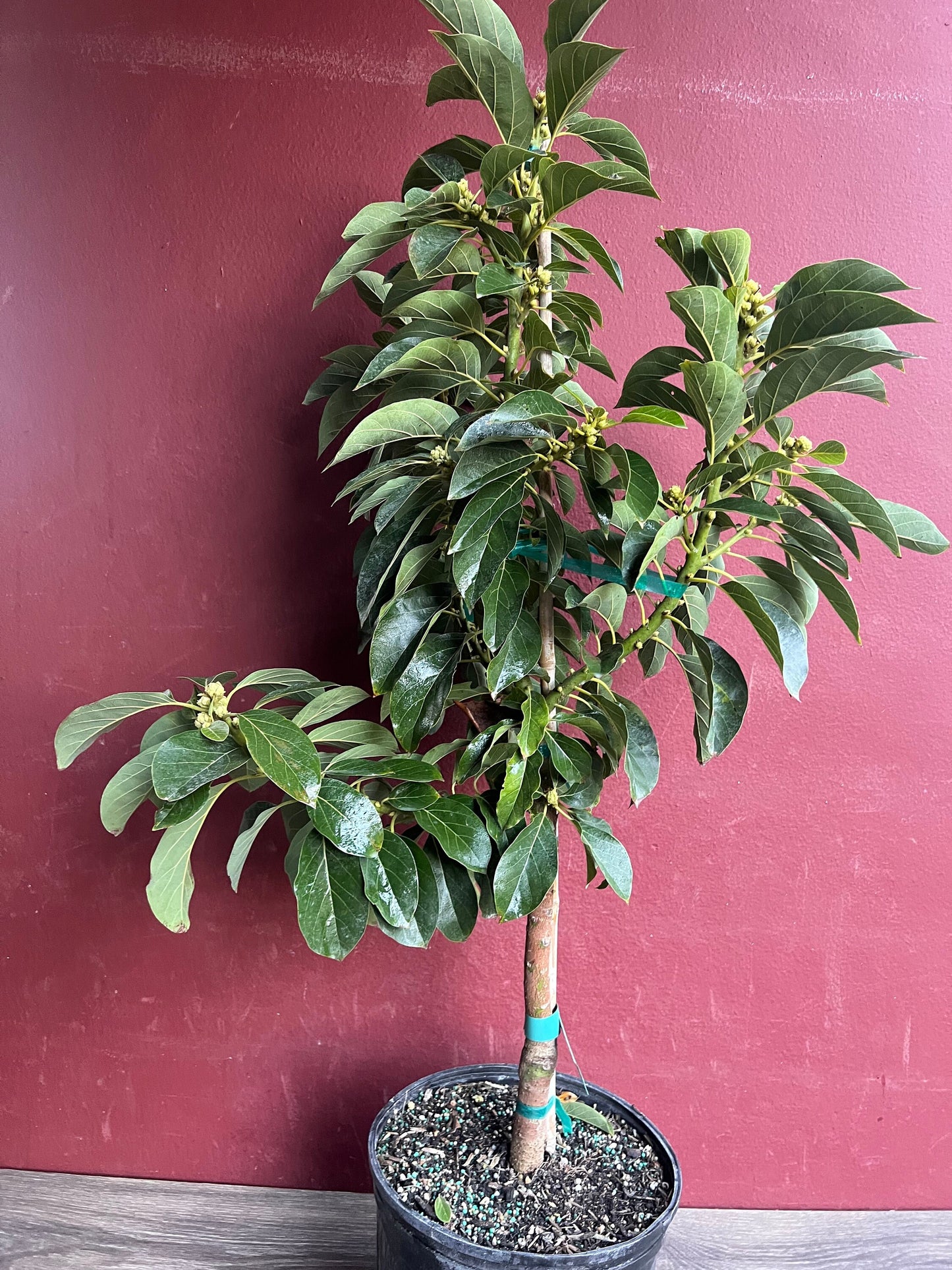 Russell Avocado Tree , Grafted in 3 Gallon Pot, No Ship to CA and HI