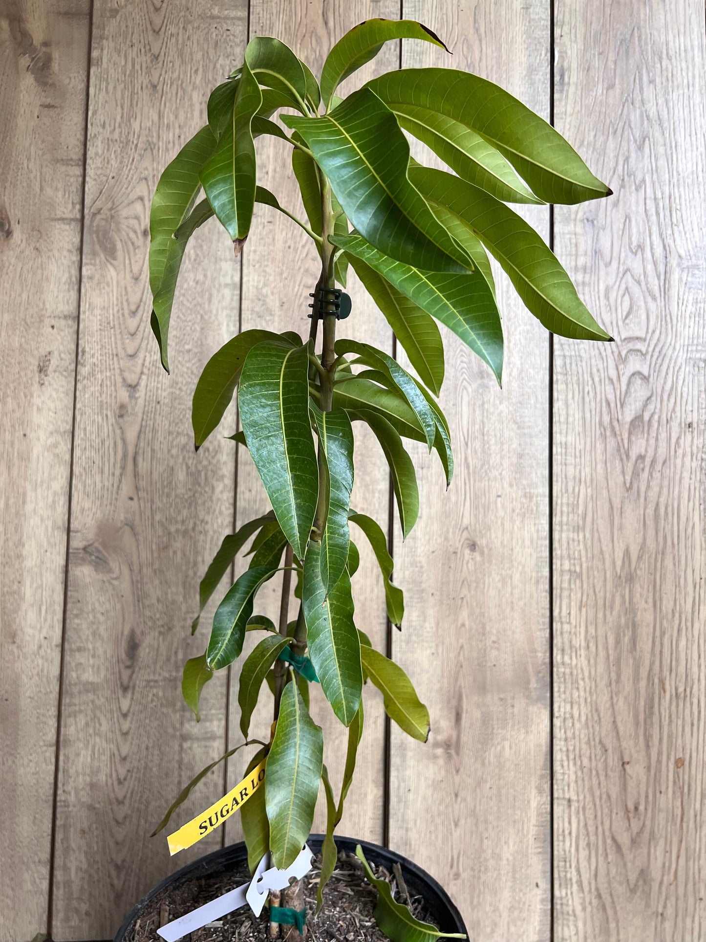 Sugar Loaf Mango Tree. grafted in 3 gallons pot, No Ship to CA and HI