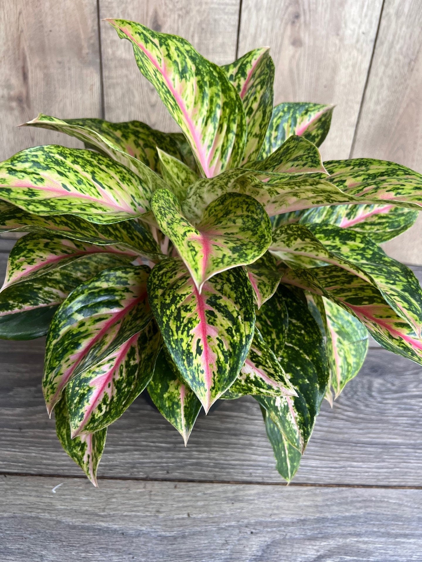 Aglaonema 'Two Tone Moonstone', Pink Aglaonema, Chinese Evergreen, Arum Plant, Live House Plant, in 6" Pot