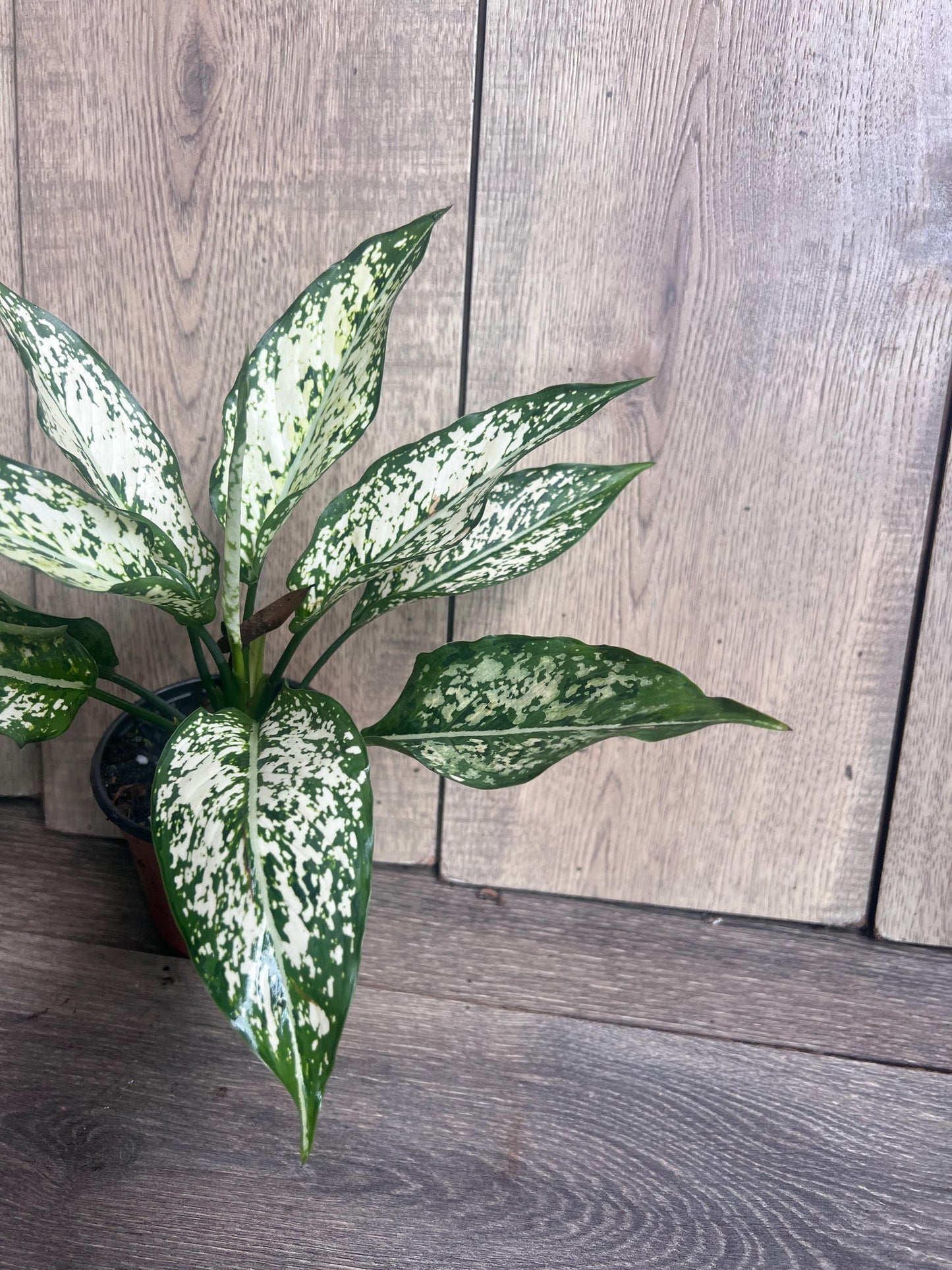 First Diamond Aglaonema in 4" Pot