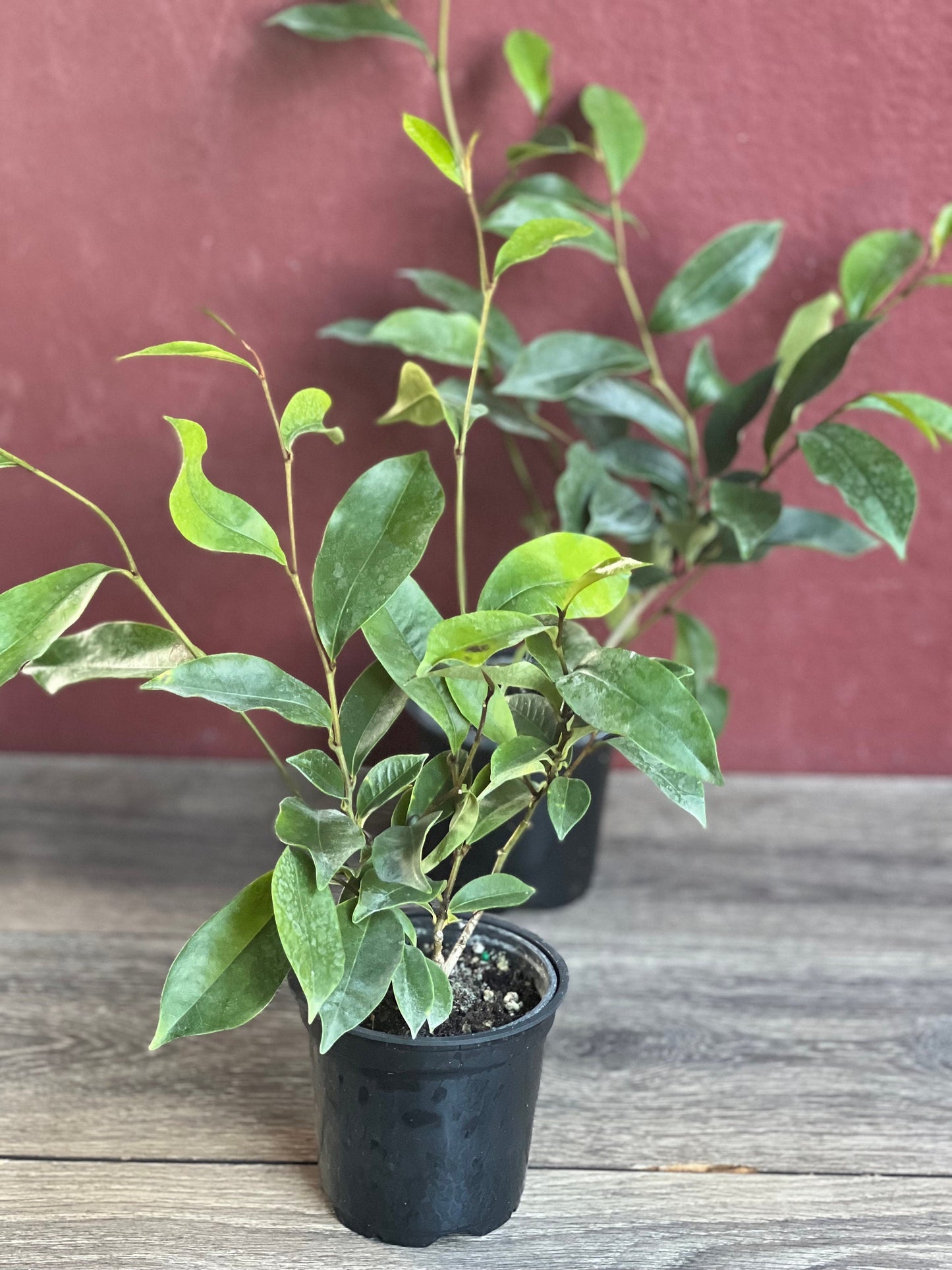 Magnolia figo, Michelia figo – Banana shrub in 4" Pot