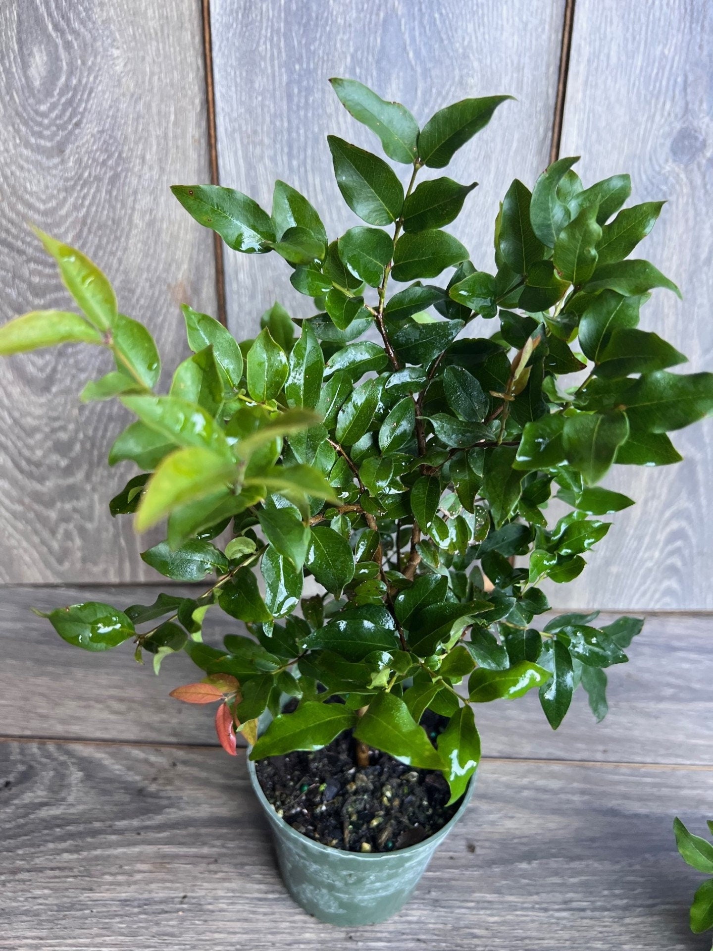 Myrciaria cauliflora Precoce, dwarf Jaboticaba Fruit Tree in 4" Pot