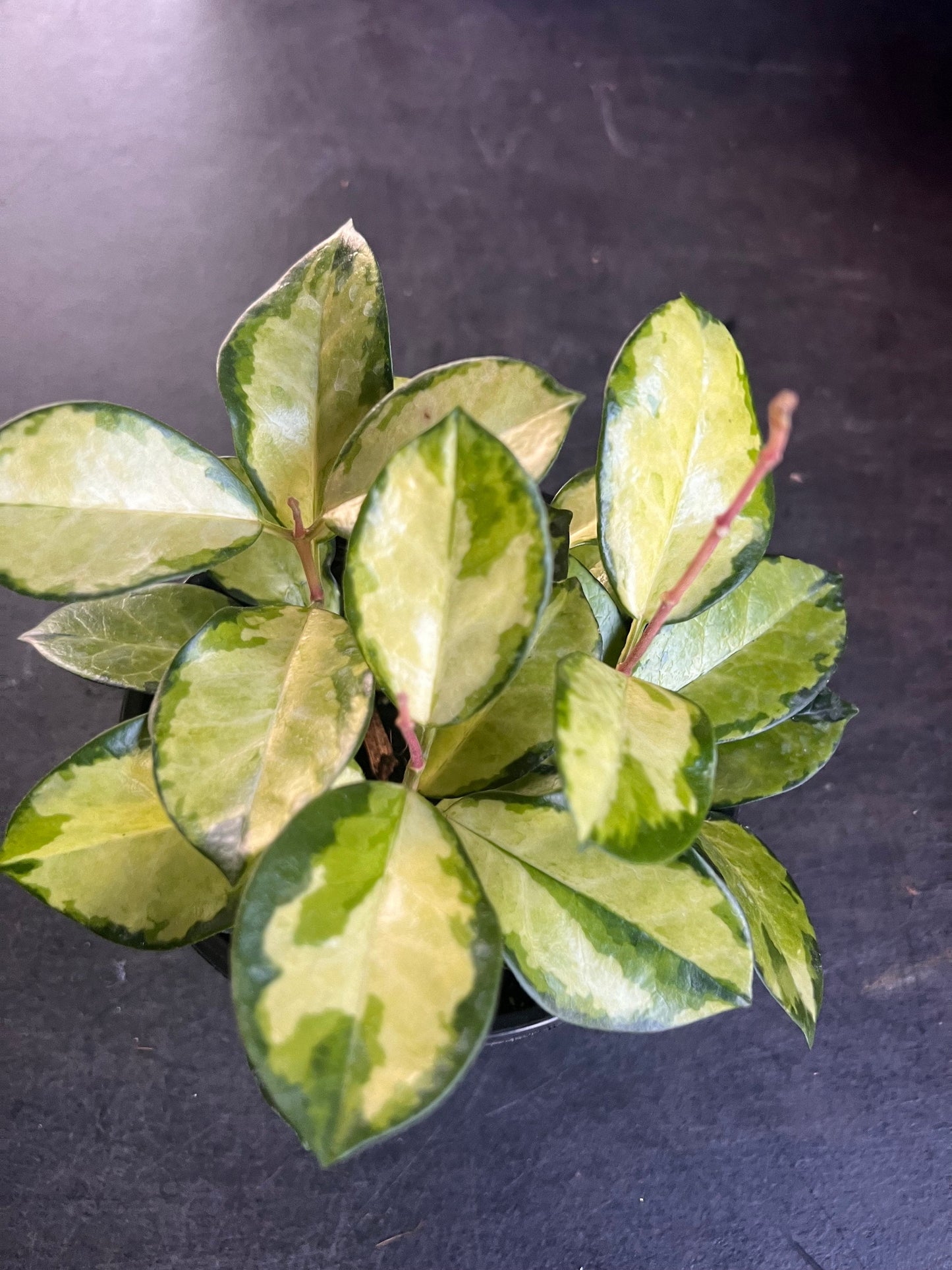 Hoya Australis Lisa in 6"Pot