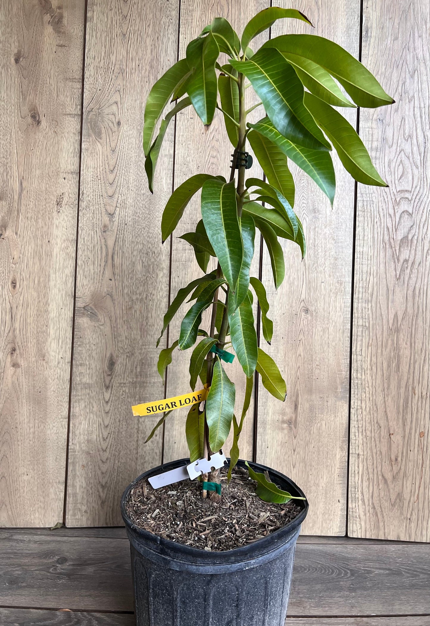 Sugar Loaf Mango Tree. grafted in 3 gallons pot, No Ship to CA and HI