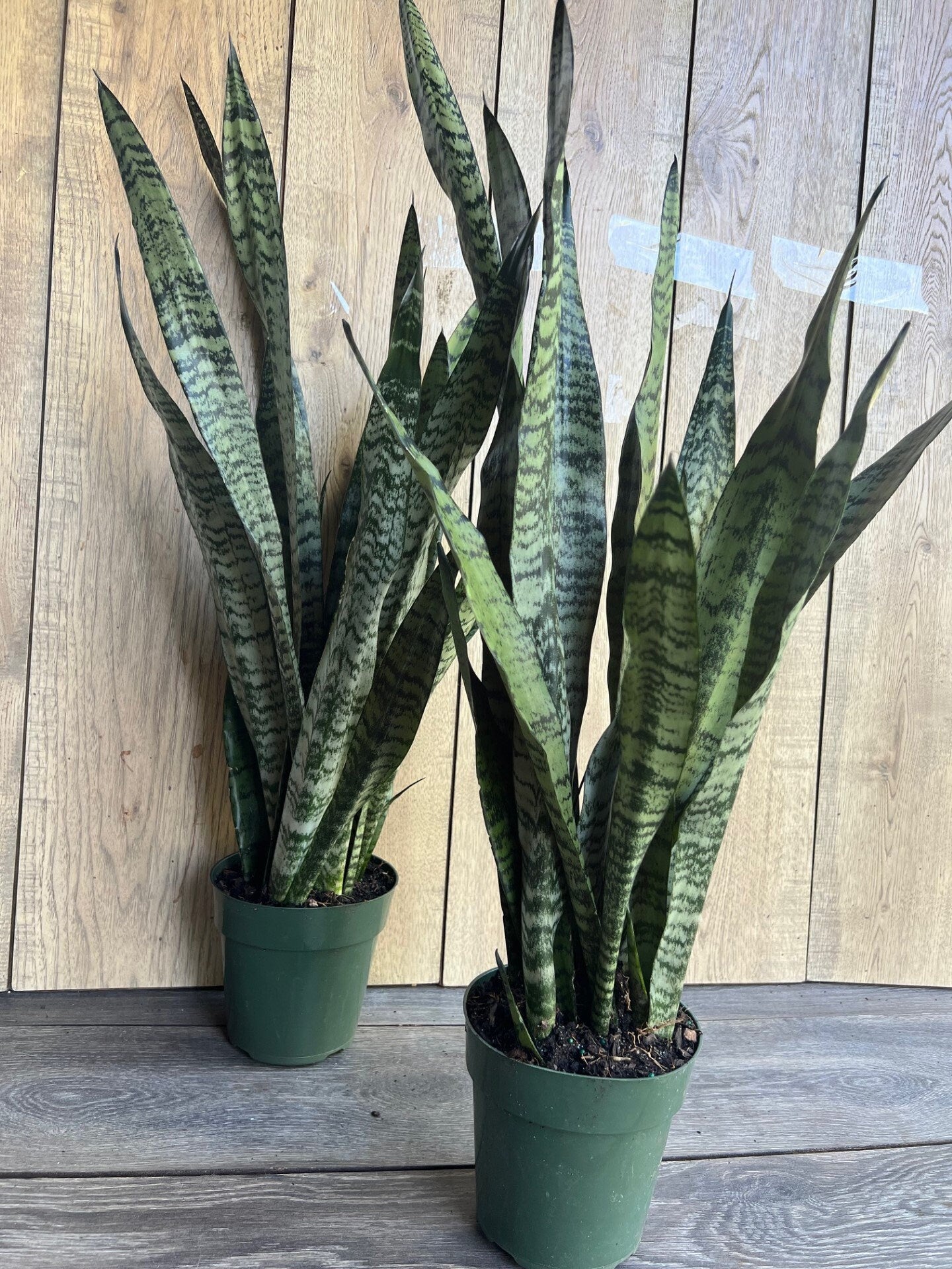 Sansevieria Zeylanica, in 6" pot, snake plant