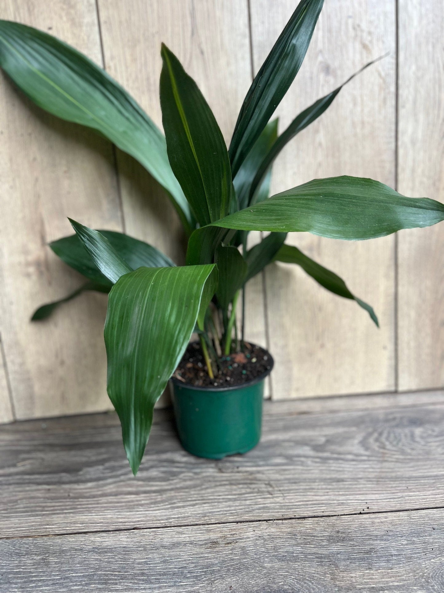 CAST IRON PLANT - Aspidistra elatior - 6" pot