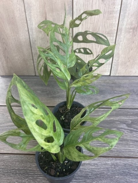 Variegated Monstera Adansonii mint , in 4"pot, rare plant