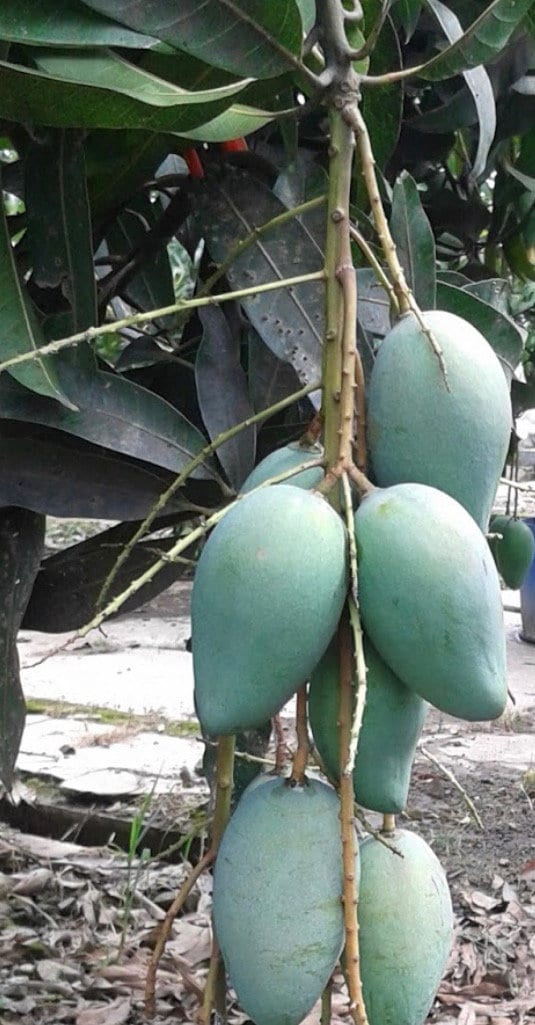 Mallika Mango Tree. grafted in 3 gallons pot, No Ship to CA and HI