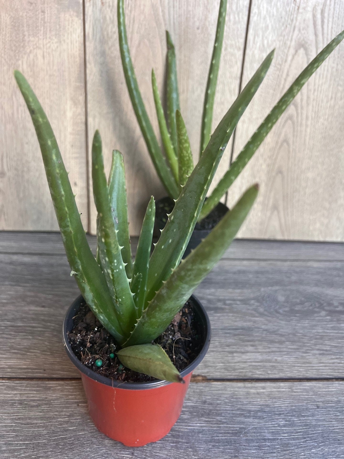 Aloe Vera Plant in 4" pot, house plant