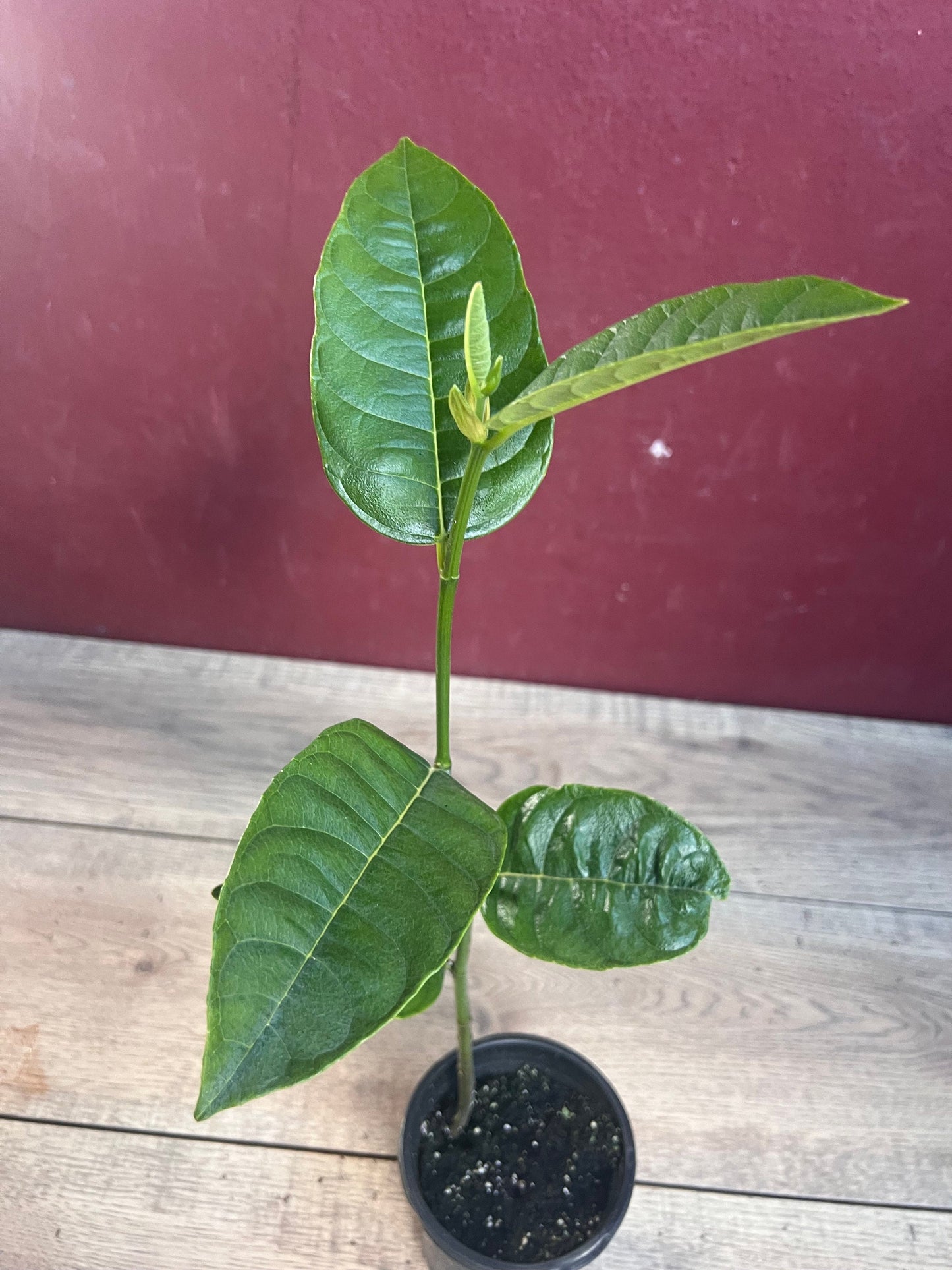 Golden Nugget Jack Fruit in 4" Pot, Nangka, Artocarpus heterophyllus