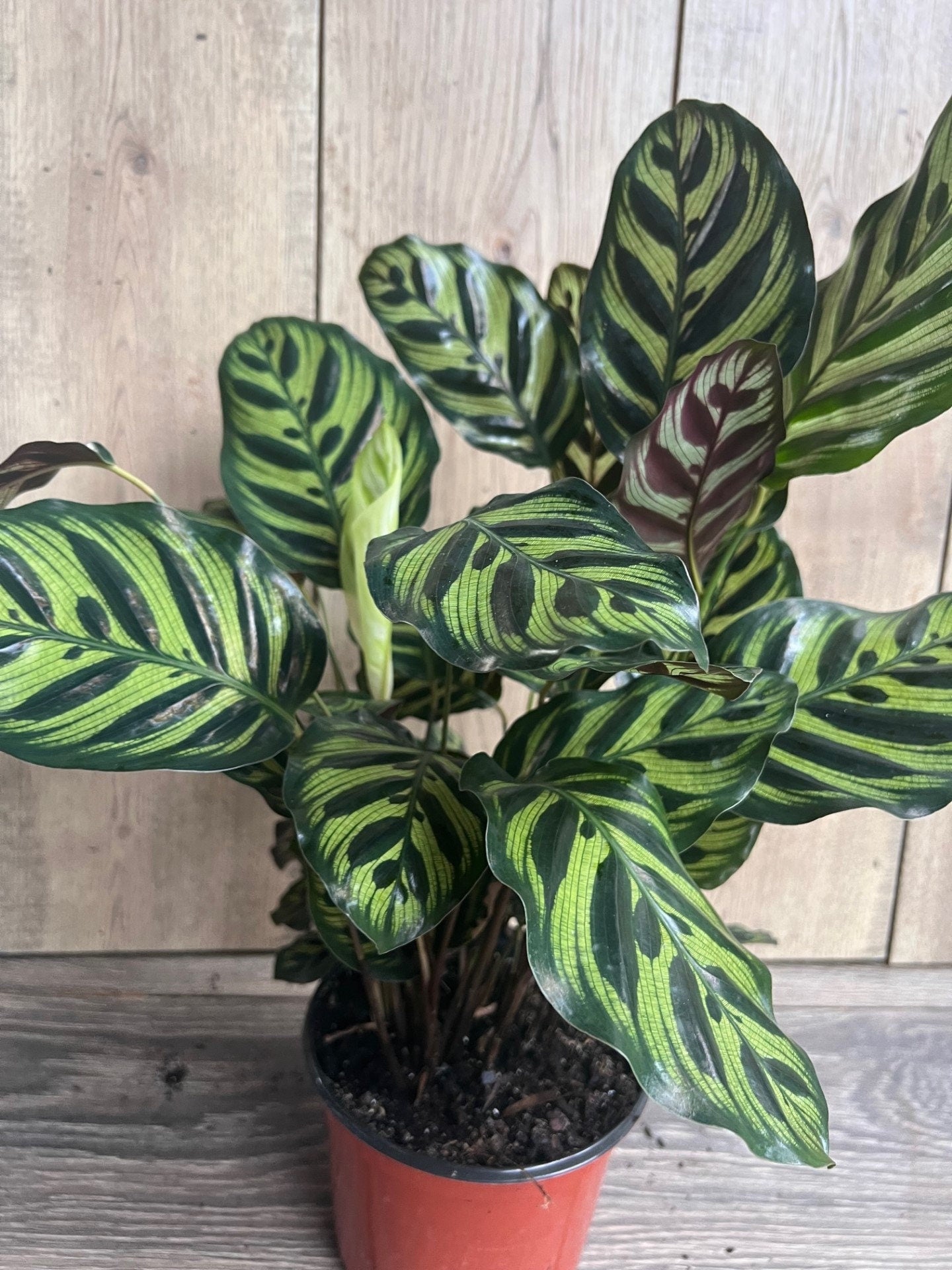 Calathea makoyana, Peacock Plant, in 6" inches pot, prayer plant