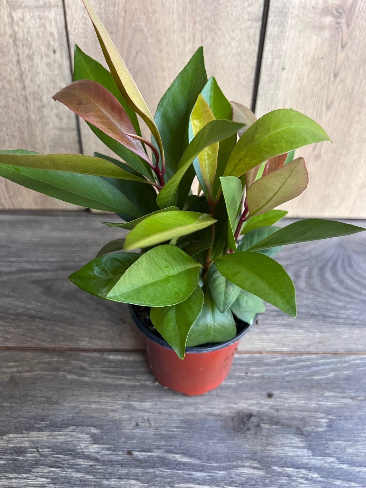 Ardisia Humilis in 4" Pot, house plant