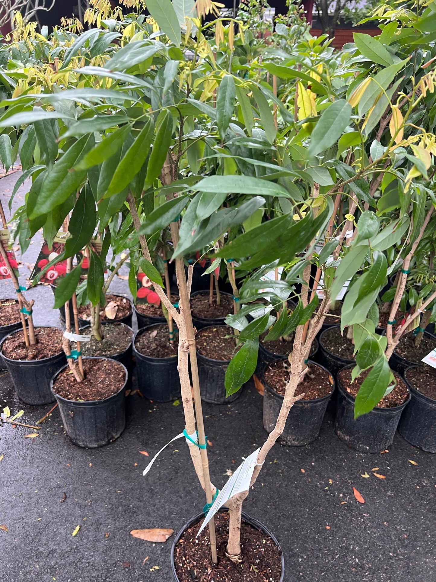 Brewster Lychee in 10" Pot, 3 to 4 Ft tall, grafted,No Ship to HI