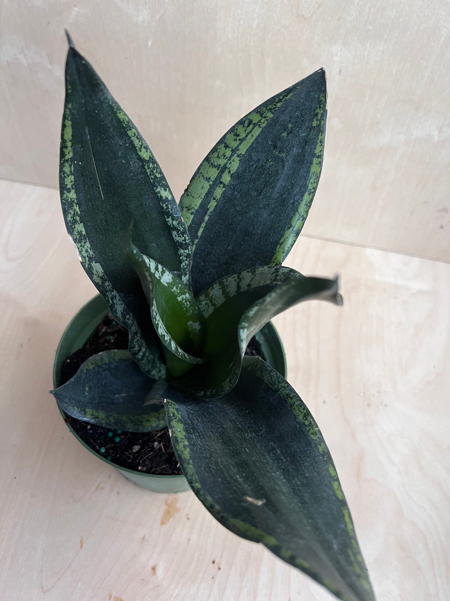 Sansevieria Whitney, Sansevieria Silver Flame, in 6" Inches pot, Mother in law