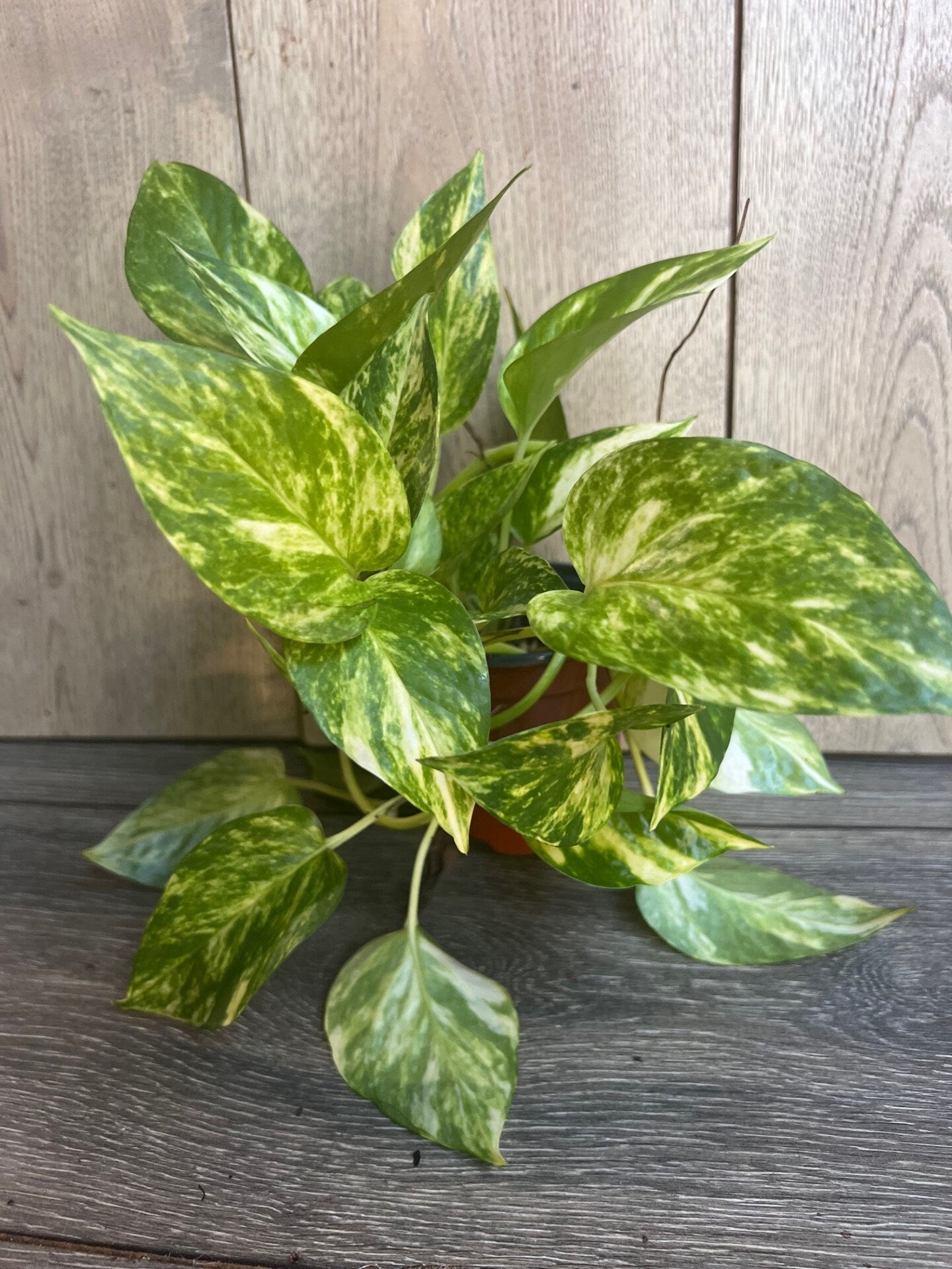 Golden Pothos in 4" Pot. Air purifying,, Live, Air purifyingHouse plant, Devil's Ivy Epipremnum Aureum