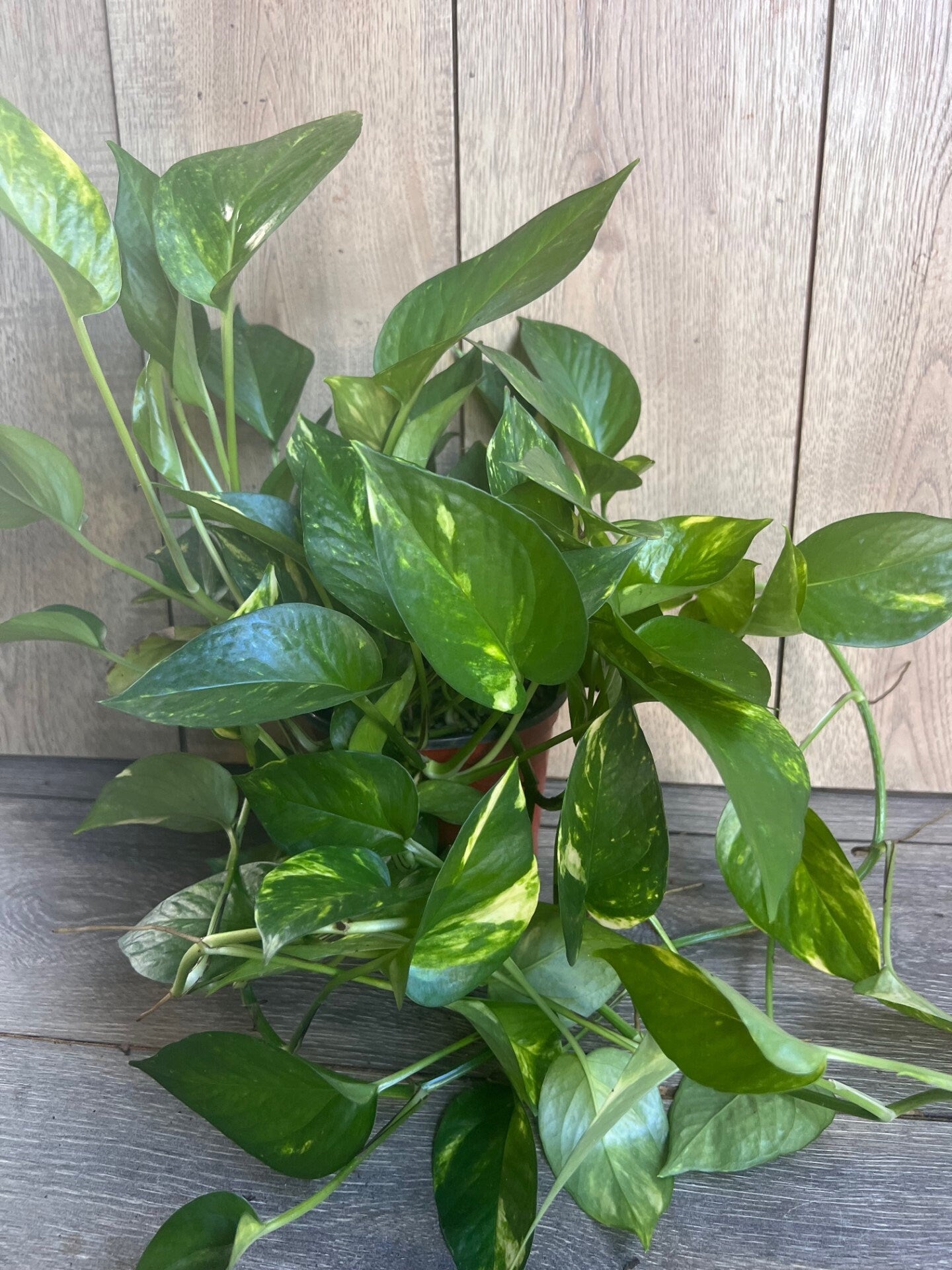 Golden Pothos in 6" Pot. Air purifying,, Live, Air purifyingHouse plant, Devil's Ivy Epipremnum Aureum