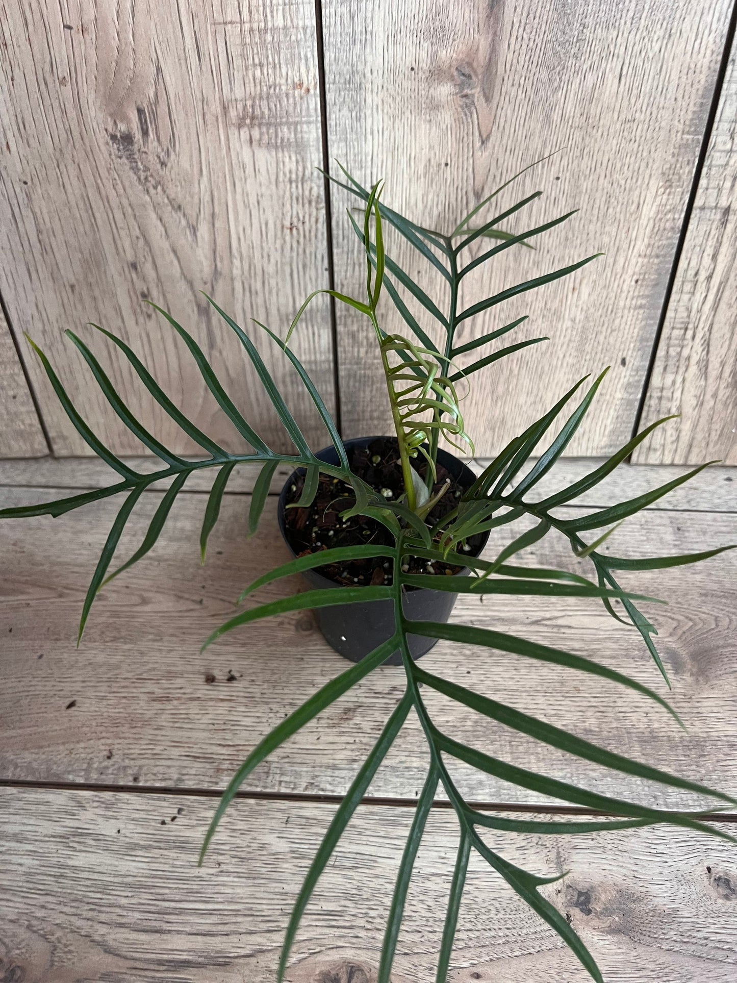 Philodendron Tortum in 4" Pot