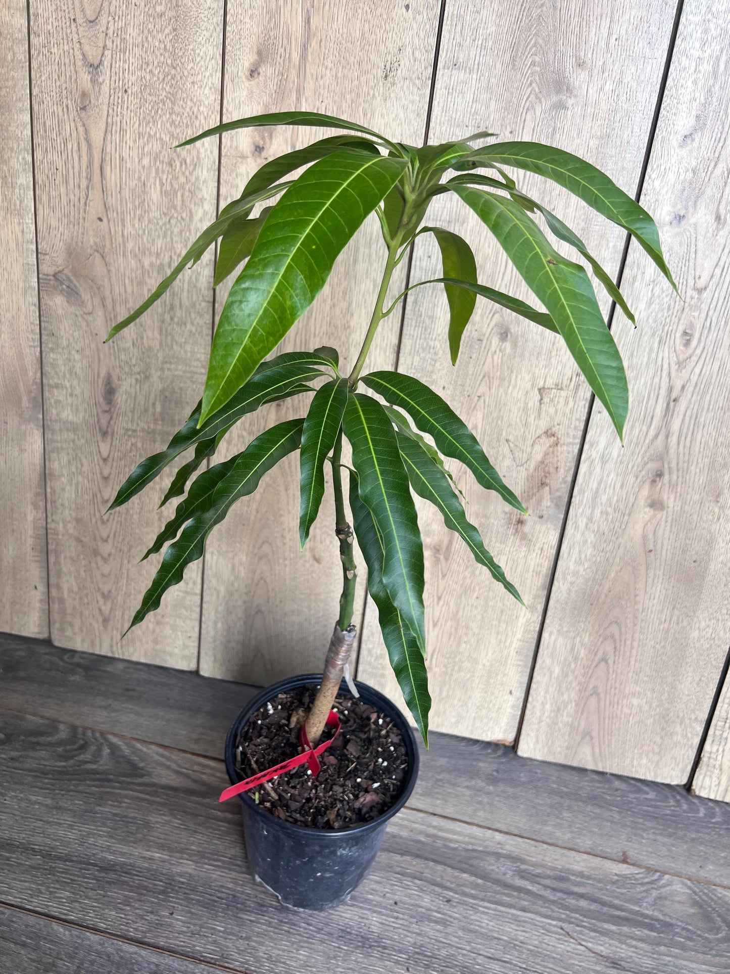 Grafted Jakarta Mango in 1/2 gallon pot